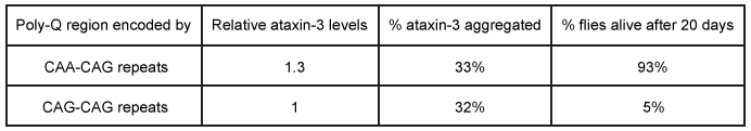<strong>Passage Spinocerebellar ataxia 3 (SCA3) is a neurodegenerative disease that manifests as a progressive decrease in coordination of limbs and frequently results in impaired speech and eye coordination.  It is associated with extension of the polyglutamine (polyQ) region of the ataxin-3 protein.  The polyQ region is encoded by a series of consecutive CAG codons known as poly-CAG repeats.  These regions vary in length from one person to another, ranging from as few as 10 to as many as 80 repeats.  SCA3 has been reported in patients with polyQ regions exceeding ~55 repeats, and increased polyQ length correlates with earlier onset of the disease and greater clinical severity.Circular dichroism (CD) is a method of assessing protein secondary structure.  It measures a molecule's ability to absorb left- and right-handed circularly polarized light of varying wavelengths.  The absorption difference is known as ellipticity, denoted by Δε.  Alpha-helices have a maximum Δε at 190 nm, and beta-sheets have a maximum Δε at 200 nm.CD results show that as the length of the ataxin-3 polyQ region increases, alpha-helical nature is lost and the protein aggregates, ultimately precipitating out of solution and depositing in brain and other tissues.  Furthermore, as proteins aggregate, they form beta-sheets.  These beta-sheets are in the parallel orientation, and each sheet can interact with sheets in other proteins to form long, insoluble structures known as amyloid fibers (Figure 1).   <strong>Figure 1</strong>  Depiction of the ataxin-3 polyQ region shifting from alpha-helical (cylinders) to beta-sheet (arrows) structure and aggregatingGlutamine can be encoded by both CAG and CAA codons.  Researchers investigated survival rates in fruit flies expressing ataxin-3 with polyQ regions of equal length encoded by either CAG-CAG or CAA-CAG repeats (Table 1).  The protein products had identical amino acid sequences.<strong>Table 1</strong>  Fruit Fly Survival Rates Relative to Ataxin-3 Expression   Adapted from Bevivino AE, Loll PJ. An expanded glutamine repeat destabilizes native ataxin-3 structure and mediates formation of parallel beta -fibrils. Proc Natl Acad Sci USA. 2001;98(21):11955-60. Which statements regarding ataxin-3 parallel beta-sheets are true?Short sequences called beta-turns link one strand to the next.The N-termini of each strand are aligned.The adjacent backbones hydrogen bond with each other.</strong> A)I only B)I and II only C)II and III only D)I and III only <div style=padding-top: 35px> 