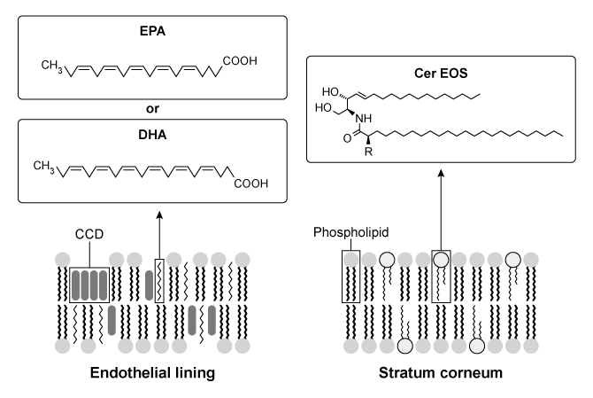 Passage Although the structure of the cell membrane has been investigated repeatedly, few studies examine the contribution of its lipid components.  Lipid composition influences the fluidity and permeability of cell membranes in the human body.  Chronic diseases such as atherosclerosis and psoriasis arise from alterations to the lipid composition.Atherosclerosis is caused by the accumulation of cholesterol in the endothelial cells lining the arterial wall.  Cholesterol carried by low-density lipoprotein (LDL)  is deposited into cell membranes, where it forms cholesterol crystalline domains (CCDs) .  In damaged cells, these CCDs increase membrane permeability and contribute to the formation of cholesterol plaques that can potentially block the artery itself.Omega-3 fatty acids (O3FAs)  derived from marine animals may be used to slow the development of atherosclerosis.  Formulations of O3FA contain varying concentrations of eicosapentaenoic acid (EPA)  and docosahexaenoic acid (DHA)  (Figure 1) .  Present research suggests that formulations of O3FA should contain EPA exclusively because it prevents cholesterol from organizing into CCDs.  Nonetheless, atherosclerosis is generally treated by administering drugs referred to as statins, which decrease the free cholesterol in blood plasma by inhibiting the production of a cholesterol precursor.  Statin therapy combined with O3FAs may be used to reduce atherosclerosis in patients with persistent hypertriglyceridemia (high triglyceride plasma levels) .    <strong>Figure 1</strong>  Organization of membranes in endothelial and epidermal cellsWater loss from the uppermost layer of the epidermis, the stratum corneum (SC) , is prevented by specialized lipids called ceramides (cer) .  Psoriasis is a skin disease in which the permeability of the SC is compromised due to a significant decrease in the level of ceramides.  The scarcity of ceramides impedes the formation of a lipid matrix called the long periodicity phase (LPP)  in the cell membrane.  Increasing the concentration of ceramides such as esterified omega-hydroxyacyl-sphingosine (cer-EOS)  has been shown to reduce the permeability of SC cell membranes and may be used to treat psoriasis scabs (Figure 1) . Adapted from Mason RP, Jacob RF, Shrivastava S, Sherratt SC, Chattopadhyay A. Eicosapentaenoic acid reduces membrane fluidity, inhibits cholesterol domain formation, and normalizes bilayer width in atherosclerotic-like model membranes. Biochim Biophys Acta. 2016;1858(12) :3131-3140. -What structural feature in the molecules shown in Figure 1 would result in the greatest increase in cell membrane fluidity? A) cis bond in EPA B) trans bond in cer-EOS C) Carboxyl group of DHA D) Phosphate groups of phospholipids