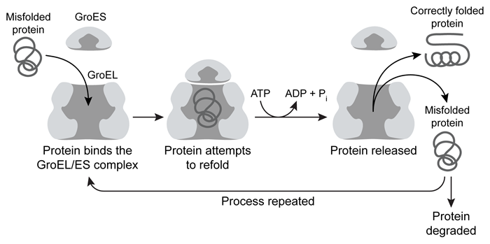 <strong>Passage Ribulose-1,5-bisphosphate carboxylase/oxygenase (rubisco) is one of the most abundant enzymes on Earth.  In carbon-fixing organisms, it consumes CO<sub>2</sub> to carboxylate the sugar ribulose-1,5-bisphosphate (Ru1,5BP), and forms two molecules of 3-phosphoglycerate (3PG) as a product.  The functional form of rubisco from the bacterium Rhodospirillum rubrum is a noncovalent homodimer composed of two 51 kDa monomers.  Each subunit requires a magnesium ion as a prosthetic group in the active site.Rubisco is often used as a model for protein folding studies.  On their own, rubisco monomers typically cannot fold to completion and instead are trapped in a form known as a kinetic intermediate.  These kinetically trapped monomers cannot dimerize correctly and are prone to aggregation.Scientists interested in studying protein folding dynamics labeled the rubisco kinetic intermediate with a set of fluorophores known as a FRET (fluorescence resonance energy transfer) pair, with one fluorophore at the N-terminus and the other at the C-terminus.  A FRET signal occurs when the emission spectrum of one fluorophore (the donor) overlaps with the excitation spectrum of the other (the acceptor).  When the two fluorophores are sufficiently close to each other, the donor can transfer energy from the light it absorbs directly to the acceptor, causing the acceptor to emit light when the donor absorbs light.The GroEL/ES complex is a chaperone protein that binds and releases misfolded proteins, hydrolyzing ATP each time the protein is released.  A misfolded protein may undergo multiple rounds of binding and release before adopting its correct conformation, or it may never fold correctly and instead be targeted for destruction (Figure 1).   <strong>Figure 1</strong>  Representation of GroEL/ES-mediated protein foldingResearchers diluted the labeled kinetic intermediate into a refolding buffer in the presence or absence of 200 nM GroEL/ES and then monitored the FRET signal over time.  The results are shown in Figure 2.   <strong>Figure 2</strong>  FRET signal of labeled rubisco with and without GroEL Lin Z, Rye HS. Expansion and compression of a protein folding intermediate by GroEL. Mol Cell. 2004;16(1):23-34. Which of the following conclusions can be drawn based on the data from Figure 2?</strong> A)GroEL/ES absorbs light and transfers energy to the FRET donor. B)GroEL/ES separates the termini of the kinetic intermediate. C)GroEL/ES and rubisco have overlapping emission and excitation spectra, respectively. D)GroEL/ES decreases the distance between the termini of rubisco. <div style=padding-top: 35px> 