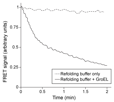 <strong>Passage Ribulose-1,5-bisphosphate carboxylase/oxygenase (rubisco) is one of the most abundant enzymes on Earth.  In carbon-fixing organisms, it consumes CO<sub>2</sub> to carboxylate the sugar ribulose-1,5-bisphosphate (Ru1,5BP), and forms two molecules of 3-phosphoglycerate (3PG) as a product.  The functional form of rubisco from the bacterium Rhodospirillum rubrum is a noncovalent homodimer composed of two 51 kDa monomers.  Each subunit requires a magnesium ion as a prosthetic group in the active site.Rubisco is often used as a model for protein folding studies.  On their own, rubisco monomers typically cannot fold to completion and instead are trapped in a form known as a kinetic intermediate.  These kinetically trapped monomers cannot dimerize correctly and are prone to aggregation.Scientists interested in studying protein folding dynamics labeled the rubisco kinetic intermediate with a set of fluorophores known as a FRET (fluorescence resonance energy transfer) pair, with one fluorophore at the N-terminus and the other at the C-terminus.  A FRET signal occurs when the emission spectrum of one fluorophore (the donor) overlaps with the excitation spectrum of the other (the acceptor).  When the two fluorophores are sufficiently close to each other, the donor can transfer energy from the light it absorbs directly to the acceptor, causing the acceptor to emit light when the donor absorbs light.The GroEL/ES complex is a chaperone protein that binds and releases misfolded proteins, hydrolyzing ATP each time the protein is released.  A misfolded protein may undergo multiple rounds of binding and release before adopting its correct conformation, or it may never fold correctly and instead be targeted for destruction (Figure 1).   <strong>Figure 1</strong>  Representation of GroEL/ES-mediated protein foldingResearchers diluted the labeled kinetic intermediate into a refolding buffer in the presence or absence of 200 nM GroEL/ES and then monitored the FRET signal over time.  The results are shown in Figure 2.   <strong>Figure 2</strong>  FRET signal of labeled rubisco with and without GroEL Lin Z, Rye HS. Expansion and compression of a protein folding intermediate by GroEL. Mol Cell. 2004;16(1):23-34. Which of the following conclusions can be drawn based on the data from Figure 2?</strong> A)GroEL/ES absorbs light and transfers energy to the FRET donor. B)GroEL/ES separates the termini of the kinetic intermediate. C)GroEL/ES and rubisco have overlapping emission and excitation spectra, respectively. D)GroEL/ES decreases the distance between the termini of rubisco. <div style=padding-top: 35px> 