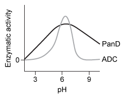 Passage Synthesis of coenzyme A (CoA)  requires vitamin B<sub>5</sub> as a substrate.  In bacteria, vitamin B<sub>5</sub> is synthesized by condensation of β-alanine and pantoic acid.  β-alanine is produced by decarboxylation of L-aspartate, mediated by the enzyme aspartate α-decarboxylase (ADC) .  Active ADC is formed when its inactive precursor, PanD, binds to a regulatory complex composed of acetyl coenzyme A (AcCoA)  and a protein known as PanZ.  Formation of the PanD-PanZ-AcCoA complex causes the activation loop of PanD to fold into a β-pleated sheet, resulting in PanD autocleavage.  Researchers hypothesize that this conformational change allows the Thr57 residue to cleave the N-terminal end of PanD to form ADC.The limited information on the role of PanZ in the synthesis of CoA has stimulated an investigation of its effect on ADC activity.  Escherichia coli cells were provided with varying concentrations of PanZ, and the rate of β-alanine production was measured in three different conditions (Figure 1) .  Reaction vessels were maintained at pH 6 to ensure optimal decarboxylation activity.    <strong>Figure 1</strong>  Catalytic activity of ADC in E. coli with increasing concentrations of L-aspartate Adapted from Monteiro DC, Patel V, Bartlett CP, et al. The structure of the PanD/PanZ protein complex reveals negative feedback regulation of pantothenate biosynthesis by coenzyme A. Chem Biol. 2015;22(4) :492-503. -Which of the following graphs accurately predicts the aspartate decarboxylation activity of PanD and ADC between pH 3 and pH 9? A)    B)    C)    D)   