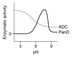 Passage Synthesis of coenzyme A (CoA)  requires vitamin B<sub>5</sub> as a substrate.  In bacteria, vitamin B<sub>5</sub> is synthesized by condensation of β-alanine and pantoic acid.  β-alanine is produced by decarboxylation of L-aspartate, mediated by the enzyme aspartate α-decarboxylase (ADC) .  Active ADC is formed when its inactive precursor, PanD, binds to a regulatory complex composed of acetyl coenzyme A (AcCoA)  and a protein known as PanZ.  Formation of the PanD-PanZ-AcCoA complex causes the activation loop of PanD to fold into a β-pleated sheet, resulting in PanD autocleavage.  Researchers hypothesize that this conformational change allows the Thr57 residue to cleave the N-terminal end of PanD to form ADC.The limited information on the role of PanZ in the synthesis of CoA has stimulated an investigation of its effect on ADC activity.  Escherichia coli cells were provided with varying concentrations of PanZ, and the rate of β-alanine production was measured in three different conditions (Figure 1) .  Reaction vessels were maintained at pH 6 to ensure optimal decarboxylation activity.    <strong>Figure 1</strong>  Catalytic activity of ADC in E. coli with increasing concentrations of L-aspartate Adapted from Monteiro DC, Patel V, Bartlett CP, et al. The structure of the PanD/PanZ protein complex reveals negative feedback regulation of pantothenate biosynthesis by coenzyme A. Chem Biol. 2015;22(4) :492-503. -Which of the following graphs accurately predicts the aspartate decarboxylation activity of PanD and ADC between pH 3 and pH 9? A)    B)    C)    D)   