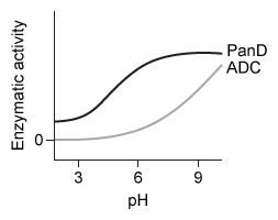 Passage Synthesis of coenzyme A (CoA)  requires vitamin B<sub>5</sub> as a substrate.  In bacteria, vitamin B<sub>5</sub> is synthesized by condensation of β-alanine and pantoic acid.  β-alanine is produced by decarboxylation of L-aspartate, mediated by the enzyme aspartate α-decarboxylase (ADC) .  Active ADC is formed when its inactive precursor, PanD, binds to a regulatory complex composed of acetyl coenzyme A (AcCoA)  and a protein known as PanZ.  Formation of the PanD-PanZ-AcCoA complex causes the activation loop of PanD to fold into a β-pleated sheet, resulting in PanD autocleavage.  Researchers hypothesize that this conformational change allows the Thr57 residue to cleave the N-terminal end of PanD to form ADC.The limited information on the role of PanZ in the synthesis of CoA has stimulated an investigation of its effect on ADC activity.  Escherichia coli cells were provided with varying concentrations of PanZ, and the rate of β-alanine production was measured in three different conditions (Figure 1) .  Reaction vessels were maintained at pH 6 to ensure optimal decarboxylation activity.    <strong>Figure 1</strong>  Catalytic activity of ADC in E. coli with increasing concentrations of L-aspartate Adapted from Monteiro DC, Patel V, Bartlett CP, et al. The structure of the PanD/PanZ protein complex reveals negative feedback regulation of pantothenate biosynthesis by coenzyme A. Chem Biol. 2015;22(4) :492-503. -Which of the following graphs accurately predicts the aspartate decarboxylation activity of PanD and ADC between pH 3 and pH 9? A)    B)    C)    D)   