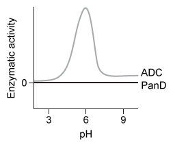Passage Synthesis of coenzyme A (CoA)  requires vitamin B<sub>5</sub> as a substrate.  In bacteria, vitamin B<sub>5</sub> is synthesized by condensation of β-alanine and pantoic acid.  β-alanine is produced by decarboxylation of L-aspartate, mediated by the enzyme aspartate α-decarboxylase (ADC) .  Active ADC is formed when its inactive precursor, PanD, binds to a regulatory complex composed of acetyl coenzyme A (AcCoA)  and a protein known as PanZ.  Formation of the PanD-PanZ-AcCoA complex causes the activation loop of PanD to fold into a β-pleated sheet, resulting in PanD autocleavage.  Researchers hypothesize that this conformational change allows the Thr57 residue to cleave the N-terminal end of PanD to form ADC.The limited information on the role of PanZ in the synthesis of CoA has stimulated an investigation of its effect on ADC activity.  Escherichia coli cells were provided with varying concentrations of PanZ, and the rate of β-alanine production was measured in three different conditions (Figure 1) .  Reaction vessels were maintained at pH 6 to ensure optimal decarboxylation activity.    <strong>Figure 1</strong>  Catalytic activity of ADC in E. coli with increasing concentrations of L-aspartate Adapted from Monteiro DC, Patel V, Bartlett CP, et al. The structure of the PanD/PanZ protein complex reveals negative feedback regulation of pantothenate biosynthesis by coenzyme A. Chem Biol. 2015;22(4) :492-503. -Which of the following graphs accurately predicts the aspartate decarboxylation activity of PanD and ADC between pH 3 and pH 9? A)    B)    C)    D)   