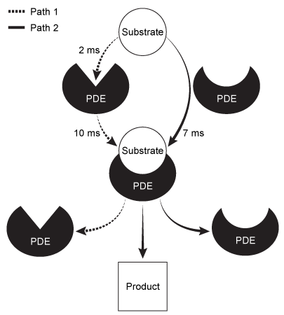 Two possible mechanisms, shown below, were designed to model the activity of the enzyme phosphodiesterase (PDE) .   Scientists have discovered that both nucleotides and phospholipids are susceptible to cleavage by PDE.  Which statement regarding the mechanism of PDE best explains their finding? A) Phospholipids bind PDE in Path 1, and nucleotides bind in Path 2. B) PDE uses Path 2 and undergoes a change in the active site. C) Breaking of phosphoester bonds in Path 1 and Path 2 releases energy. D) Binding either substrate induces a conformational change in Path 1.