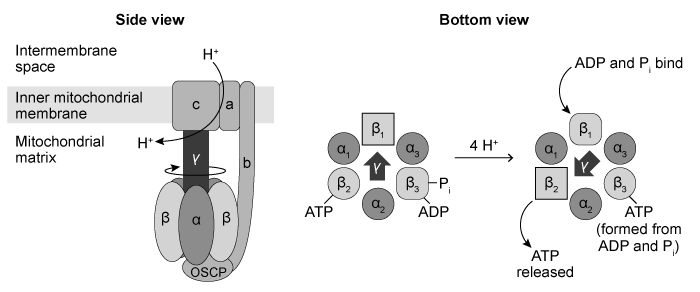 Passage ATP synthase, also known as Complex V, produces the majority of the ATP in eukaryotic cells.  It is a transmembrane protein encoded by both nuclear and mitochondrial genes in humans, and is found in the inner mitochondrial membrane.  Complex V consists of over 20 subunits, including three sets of heterodimers arranged in a circle in the mitochondrial matrix.  Each dimer contains an α subunit and a β subunit, and each β subunit exists in one of three conformations: one that binds ATP, one that binds ADP and inorganic phosphate, and one that binds neither.As protons flow from the intermembrane space through Complex V and into the matrix, they cause the transmembrane γ subunit to rotate and interact with each β subunit in turn.  Four protons provide enough energy for rotation from one β subunit to the next, and each rotation causes a β subunit to release a new ATP molecule as it changes from the ATP-binding to the nonbinding conformation (Figure 1) .  Thus 12 protons produce 3 ATP molecules each time the γ subunit makes a complete revolution.  Every NADH molecule that enters the electron transport chain (ETC)  pumps 10 protons into the intermembrane space for use by Complex V whereas only 6 protons are pumped per FADH<sub>2</sub> molecule.    <strong>Figure 1</strong>  Depictions of ATP synthase viewed from the side (left)  and the bottom (right) Researchers visualized the rotation of the γ subunit by attaching it to a fluorescently labeled actin filament.  The observed rotation over time is shown in Figure 2.    <strong>Figure 2</strong>  Counterclockwise rotation of the γ subunit of ATP synthase (bottom view)  over time in seconds as visualized by a fluorescent labelAn L156P mutation in subunit A of Complex V is linked to neuropathy, ataxia, and retinal degeneration.  Although the exact molecular bases of these pathological states are unknown, the following hypotheses are currently under study:Hypothesis 1L156P Complex V functions normally but is less abundant than wild-type Complex V.Hypothesis 2The mutation partially decouples proton flow from ATP synthesis.Hypothesis 3The mutation leads to increased oxidative stress from the ETC, resulting in apoptosis. Adapted from Kucharczyk R, Zick M, Bietenhader M, et al. Mitochondrial ATP synthase disorders: molecular mechanisms and the quest for curative therapeutic approaches. Biochim Biophys Acta. 2009;1793(1) :186-99. -If the pathological effects observed in patients with the L156P mutation are caused by decreased Complex V activity, the effects could be best counteracted by a drug that increases which of the following? A) Malate-aspartate shuttle activity to transfer cytosolic NADH to the mitochondria B) Potassium concentration in the mitochondrial matrix to decrease the charge gradient C) The pH of the intermembrane space to equalize it with the pH of the matrix D) Electron transfer from NADH to FAD via reduction of glycerol 3-phosphate to DHAP