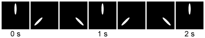 Passage ATP synthase, also known as Complex V, produces the majority of the ATP in eukaryotic cells.  It is a transmembrane protein encoded by both nuclear and mitochondrial genes in humans, and is found in the inner mitochondrial membrane.  Complex V consists of over 20 subunits, including three sets of heterodimers arranged in a circle in the mitochondrial matrix.  Each dimer contains an α subunit and a β subunit, and each β subunit exists in one of three conformations: one that binds ATP, one that binds ADP and inorganic phosphate, and one that binds neither.As protons flow from the intermembrane space through Complex V and into the matrix, they cause the transmembrane γ subunit to rotate and interact with each β subunit in turn.  Four protons provide enough energy for rotation from one β subunit to the next, and each rotation causes a β subunit to release a new ATP molecule as it changes from the ATP-binding to the nonbinding conformation (Figure 1) .  Thus 12 protons produce 3 ATP molecules each time the γ subunit makes a complete revolution.  Every NADH molecule that enters the electron transport chain (ETC)  pumps 10 protons into the intermembrane space for use by Complex V whereas only 6 protons are pumped per FADH<sub>2</sub> molecule.    <strong>Figure 1</strong>  Depictions of ATP synthase viewed from the side (left)  and the bottom (right) Researchers visualized the rotation of the γ subunit by attaching it to a fluorescently labeled actin filament.  The observed rotation over time is shown in Figure 2.    <strong>Figure 2</strong>  Counterclockwise rotation of the γ subunit of ATP synthase (bottom view)  over time in seconds as visualized by a fluorescent labelAn L156P mutation in subunit A of Complex V is linked to neuropathy, ataxia, and retinal degeneration.  Although the exact molecular bases of these pathological states are unknown, the following hypotheses are currently under study:Hypothesis 1L156P Complex V functions normally but is less abundant than wild-type Complex V.Hypothesis 2The mutation partially decouples proton flow from ATP synthesis.Hypothesis 3The mutation leads to increased oxidative stress from the ETC, resulting in apoptosis. Adapted from Kucharczyk R, Zick M, Bietenhader M, et al. Mitochondrial ATP synthase disorders: molecular mechanisms and the quest for curative therapeutic approaches. Biochim Biophys Acta. 2009;1793(1) :186-99. -If the pathological effects observed in patients with the L156P mutation are caused by decreased Complex V activity, the effects could be best counteracted by a drug that increases which of the following? A) Malate-aspartate shuttle activity to transfer cytosolic NADH to the mitochondria B) Potassium concentration in the mitochondrial matrix to decrease the charge gradient C) The pH of the intermembrane space to equalize it with the pH of the matrix D) Electron transfer from NADH to FAD via reduction of glycerol 3-phosphate to DHAP
