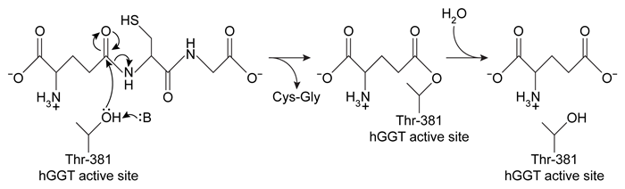Passage Human gamma-glutamyl transpeptidase (hGGT)  is an enzyme involved in cysteine homeostasis, and its overexpression has been linked to asthma, cancer, and other diseases.  It catalyzes the addition of water across a bond to cleave extracellular glutathione (GSH)  into glutamate and a dipeptide composed of cysteine and glycine.  It is believed to function by the mechanism shown in Figure 1.    <strong>Figure 1</strong>  Proposed mechanism of hGGT-mediated GSH cleavageResearchers interested in investigating hGGT inhibitors as a treatment for pathologies related to excess hGGT activity performed the following experiments, each containing the same concentration of hGGT.Experiment 1hGGT was incubated with various concentrations of GSH in the presence or absence of 250-μM candidate compound acivicin or Compound <strong>1</strong>.  However, both candidates were found to be unsuitable as acivicin showed significant neurotoxicity and Compound <strong>1</strong> acted as an activator instead of an inhibitor.    <strong>Figure 2</strong>  Lineweaver-Burk plot of hGGT activity with respect to GSH in the presence or absence of 250-μM candidate inhibitorsExperiment 2Researchers hypothesized that slight variations in the structure of Compound <strong>1</strong> could result in hGGT inhibition and tested several derivatives, shown in Table 1.<strong>Table 1</strong>  Kinetic Parameters of hGGT in the Presence or Absence of Several Candidate Inhibitors at 250 μM    Experiment 3To better understand the physiological conditions under which hGGT operates, researchers exposed a cultured cell line expressing hGGT on the cell surface to a solution that mimicked the composition of extracellular fluid, including levels of GSH.  They found that in this setup, uninhibited hGGT results in a reaction rate that is approximately ½V<sub>max</sub>. Adapted from Wickham S, Regan N, West MB, et al. Inhibition of human ?-glutamyl transpeptidase: development of more potent, physiologically relevant, uncompetitive inhibitors. Biochem J. 2013;450(3) :547-57. -In the reaction observed in Figure 1, hGGT acts as: A) a hydrolase. B) a transferase. C) an isomerase. D) a lyase.
