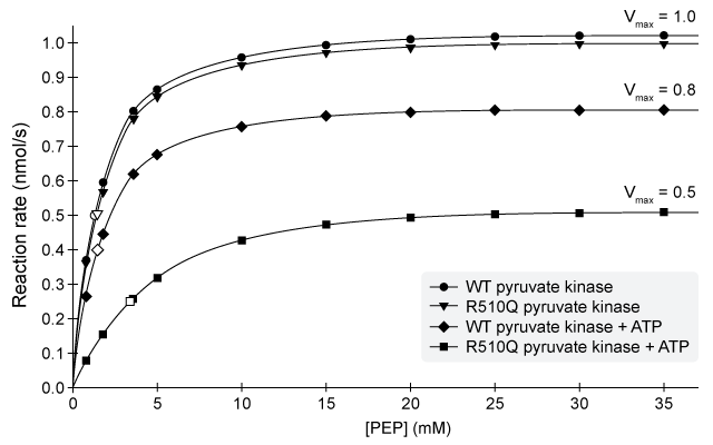 Passage A newborn girl is diagnosed with a rare genetic disorder that causes premature lysis of red blood cells.  Through genome sequencing, physicians identified a specific mutation (R510Q)  in both copies of her pyruvate kinase gene, which encodes the enzyme that catalyzes the final step of glycolysis.  Pyruvate kinase produces pyruvate and ATP from phosphoenolpyruvate (PEP)  and ADP.PEP + ADP ↔ Pyruvate + ATP<strong>Reaction 1</strong>Because red blood cells lack mitochondria, pyruvate in erythrocytes does not enter the citric acid cycle and the electron transport chain.  Therefore, red blood cells rely almost exclusively on glycolysis to produce sufficient ATP for cellular functions.  In patients with pyruvate kinase deficiency, it is thought that a lack of ATP compromises the integrity of the red blood cell membrane, leading to premature lysis in the spleen.  Although these observations are well established, the exact mechanism by which low ATP alters the cell membrane is unclear.Scientists interested in analyzing this particular patient's gene variant expressed and purified recombinant R510Q pyruvate kinase.  They performed several biochemical tests to characterize the R510Q mutant with respect to wild-type (WT)  pyruvate kinase.  In the first experiment, WT and R510Q pyruvate kinases were each incubated with a constant amount of ADP and varying amounts of PEP.  The activity of the enzyme was measured at each concentration of PEP and plotted.  They then repeated the experiment in the presence of ATP and found that ATP is a noncompetitive inhibitor of the WT enzyme, but a mixed inhibitor of the R510Q enzyme.  The results are shown in Figure 1.  All experiments were done at the same enzyme concentration.    <strong>Figure 1</strong>  Pyruvate kinase activity with and without ATP as a function of [PEP].  Open markers are shown at ½V<sub>max</sub> for each plot. Adapted from Wang C, Chiarelli LR, Bianchi P, et al. Human erythrocyte pyruvate kinase: characterization of the recombinant enzyme and a mutant form (R510Q)  causing nonspherocytic hemolytic anemia. Blood. 2001;98(10) :3113-20. -Scientists predicted that gene copy number is proportional to protein expression for pyruvate kinase.  If this hypothesis is correct, which kinetic parameter would be expected to double when the gene copy number doubles? A) Catalytic efficiency B) Maximum velocity C) Catalytic turnover D) Equilibrium constant