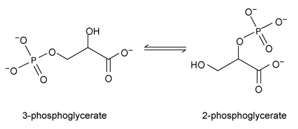 Consider the following reaction:   Which parameter would NOT be affected by the addition of phosphoglycerate mutase? A) The stability of the transition state between 3-phosphoglycerate and 2-phosphoglycerate B) The equilibrium concentrations of 2-phosphoglycerate and 3-phosphoglycerate C) The activation energy barrier between 3-phosphoglycerate and 2-phosphoglycerate D) The rate constant for conversion of 2-phosphglycerate to 3-phosphoglycerate