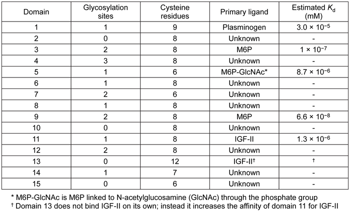 Passage Many lysosomal proteins are transported to the lysosome by the cation-independent mannose 6-phosphate receptor (CI-MPR) .  CI-MPR is a transmembrane protein found in the Golgi apparatus and vesicles.  It contains 15 globular domains folded similarly on the luminal side of the membrane, each of which has up to 3 glycosylation sites and 6−12 cysteine residues that aid in folding.The ability of CI-MPR to recognize multiple different ligands was studied by fluorescent microarray analysis.  Microarray analysis was performed by cross-linking candidate ligands such as plasminogen, insulin-like growth factor 2 (IGF-II) , and mannose 6-phosphate (M6P) , to glass slides.  The slides were then incubated with full-length CI-MPR or recombinantly expressed CI-MPR domains, followed by incubation with an anti−CI-MPR antibody.  A fluorescently labeled antibody that binds the first antibody was then added, and the relative fluorescence levels of each candidate ligand were compared.  Higher fluorescence levels correspond to greater binding.Experiment 1Microarray analysis was carried out on slides containing varying levels of candidate ligands, and binding affinities of each CI-MPR domain for its primary ligand were estimated.  Table 1 shows the results.Experiment 2Domains 3, 5, and 9 bind carbohydrates.  Amino acids in these domains were mutated to determine which are required for binding.  Based on this experiment, scientists concluded that Arg, Glu, and Tyr are required for carbohydrate binding by domains 3, 5, and 9 of CI-MPR.Table 1    Adapted from Bohnsack RN, Song X, Olson LJ, et al. Cation-independent mannose 6-phosphate receptor: a composite of distinct phosphomannosyl binding sites. J Biol Chem. 2009;284(50) :35215-26. -The data in Table 1 suggest that the domain with the highest affinity for its ligand is: A) domain 1. B) domain 5. C) domain 9. D) domain 11.