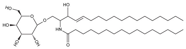 Passage Nerve cells must maintain the composition of their myelin sheaths to function properly.  Galactocerebroside (GC) , shown in Figure 1, is a hydrolyzable lipid and an important component of the myelin sheath.    <strong>Figure 1</strong>  Structure of the myelin sheath component galactocerebrosideHomeostasis of GC is maintained by its dynamic synthesis and degradation, as shown in Figure 2.  GC is synthesized by the enzyme ceramide galactosyltransferase (CGT)  using UDP-galactose (UDP-Gal)  and ceramide (Cer)  as substrates.  It is degraded by the enzyme galactocerebrosidase (GalC) , which hydrolyzes the glycosidic bond to release galactose (Gal)  and ceramide.  A deficiency in GalC activity leads to a buildup of GC, and prior research has connected this buildup with neurodegeneration.    <strong>Figure 2</strong>  Schematic of GCT and GalC activity in healthy and GalC deficient cellsOver 100 inactivating GalC mutations have been identified.  Five of the most common mutations are listed in Table 1.  The changes to both DNA and amino acid sequence are shown.<strong>Table 1</strong>  Five Common Galactocerebrosidase Mutations    -Based on the information in the passage, which bond is cleaved by GalC? A) The bond between carbon 1 of galactose and an oxygen atom of ceramide B) The bond between carbon 1 of galactose and the oxygen atom in the galactose ring C) The bond between carbon 4 of galactose and the oxygen atom in the galactose ring D) The bond between carbon 4 of galactose and an oxygen atom of ceramide