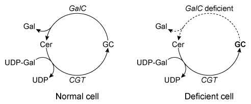 Passage Nerve cells must maintain the composition of their myelin sheaths to function properly.  Galactocerebroside (GC) , shown in Figure 1, is a hydrolyzable lipid and an important component of the myelin sheath.    <strong>Figure 1</strong>  Structure of the myelin sheath component galactocerebrosideHomeostasis of GC is maintained by its dynamic synthesis and degradation, as shown in Figure 2.  GC is synthesized by the enzyme ceramide galactosyltransferase (CGT)  using UDP-galactose (UDP-Gal)  and ceramide (Cer)  as substrates.  It is degraded by the enzyme galactocerebrosidase (GalC) , which hydrolyzes the glycosidic bond to release galactose (Gal)  and ceramide.  A deficiency in GalC activity leads to a buildup of GC, and prior research has connected this buildup with neurodegeneration.    <strong>Figure 2</strong>  Schematic of GCT and GalC activity in healthy and GalC deficient cellsOver 100 inactivating GalC mutations have been identified.  Five of the most common mutations are listed in Table 1.  The changes to both DNA and amino acid sequence are shown.<strong>Table 1</strong>  Five Common Galactocerebrosidase Mutations    -Based on the information in the passage, which bond is cleaved by GalC? A) The bond between carbon 1 of galactose and an oxygen atom of ceramide B) The bond between carbon 1 of galactose and the oxygen atom in the galactose ring C) The bond between carbon 4 of galactose and the oxygen atom in the galactose ring D) The bond between carbon 4 of galactose and an oxygen atom of ceramide