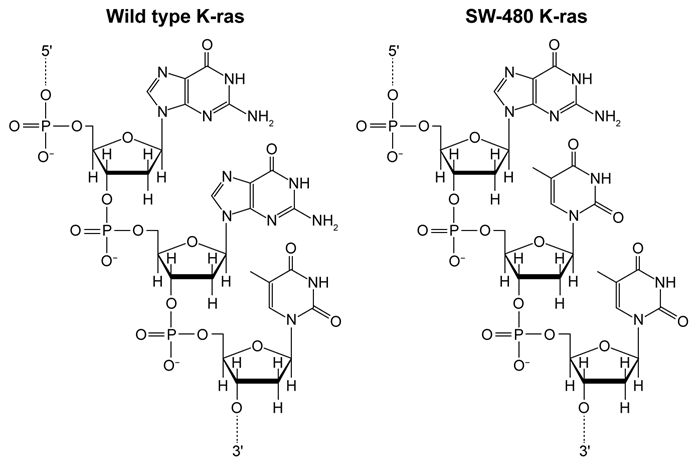 Passage The K-ras gene codes for a small guanine nucleotide-binding protein, which acts as a molecular activator in numerous signaling pathways that promote DNA replication along with cell growth and survival.  K-ras mutations at codons 12 and 13 function as biological markers for diagnosis of tumors.  The DNA of SW-480 cells, a line originating from a colon adenocarcinoma, is the standard positive control used to identify codon 12 mutations in K-ras testing.    <strong>Figure 1</strong>  Structural comparison of K-ras codon 12 in wild-type cells and SW-480 cellsPCR sequence analysis has been the preferred method for studying genetic mutations such as those in K-ras.  However, challenges in analyzing PCR amplicons have prompted the development of DNA melting curve analysis (MCA) .  In the MCA technique, DNA is extracted from clinical samples and amplified by PCR.  The amplified DNA is then melted (30-70°C)  and analyzed by assessing the fluorescence (at 640 nm)  of LC Green Plus, an intercalating dye that fluoresces when bound to double-stranded DNA (Figure 2) .    <strong>Figure 2</strong>  Melting curves of wild-type (WT)  and SW-480 K-ras DNA.To study K-ras activity in colorectal cancer cells, short tandem repeats (STRs)  were introduced into the K-ras gene.  STRs are short stretches of DNA with repeating nucleotides, and four different STR sequences were inserted into the K-ras gene and analyzed via MCA under different experimental conditions (Table 1) .<strong>Table 1</strong>  Sequences Studied in K-ras DNA MCA Analysis.    Liu YP, Wu HY, Yang X, et al. Diagnostic accuracy of high resolution melting analysis for detection of KRAS mutations: a systematic review and meta-analysis. Sci Rep. 2014;4:7521. -Prior to inserting the STR sequences into K-ras DNA, the researchers perform MCA analysis using only the double-stranded STR sequences.  Which sequence from Table 1 would have the fastest reannealing time in this experiment? A) Sequence 1 B) Sequence 2 C) Sequence 3 D) Sequence 4