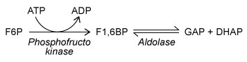 During glycolysis, phosphofructokinase converts fructose 6-phosphate (F6P)  into fructose 1,6-bisphosphate (F1,6BP) , as shown below.  Aldolase then converts F1,6BP into glyceraldehyde 3-phosphate (GAP)  and dihydroxyacetone phosphate (DHAP) .   Respectively, phosphofructokinase and aldolase are examples of: A) an isomerase and a hydrolase. B) a transferase and a lyase. C) a ligase and an isomerase. D) an oxidoreductase and a transferase.