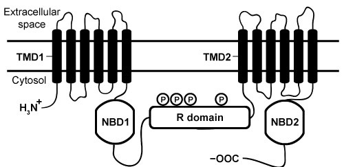 Passage The cystic fibrosis transmembrane conductance regulator (CFTR)  protein is a chloride ion channel involved in the production of mucus, sweat, and digestive fluids.  CFTR is composed of five domains (Figure 1) :  Two transmembrane domains (TMD1 and TMD2) , two nucleotide binding domains (NBD1 and NBD2) , and one regulatory domain (R domain) .    <strong>Figure 1</strong>  Schematic diagram of CFTR domainsThe NBD domains regulate CFTR activity by binding ATP, which causes a conformational change in the TMD domains.  This change allows chloride ions to leave cells by passively crossing the membrane down their concentration gradient.  The R domain regulates activity further through dynamic phosphorylation at several positions.  The movement of chloride ions facilitates the movement of water out of the cell by osmotic pressure and helps keep secretions thin.Cystic fibrosis (CF)  arises from recessively inherited mutations in the CFTR gene.  The most common mutation is a three-base-pair deletion that removes a phenylalanine residue at position 508 in NBD1 (ΔF508) .  This mutation causes the protein to fold incorrectly, making it more susceptible to degradation by proteases.  The resulting decrease in CFTR abundance inhibits chloride ion transport, leading to thickening of normally thin secretions and increased risk of life-threatening pulmonary infections. -Based on Figure 1, which of the following domains would most likely contain several isoleucine residues on its surface? A) TMD1 B) NBD1 C) R domain D) NBD2