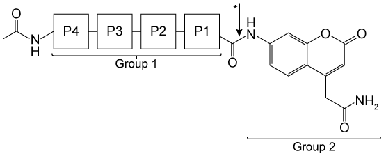 Passage The recent advent of multidrug-resistant Mycobacterium tuberculosis (Mtb)  has led to the search for novel agents to combat tuberculosis.  Mtb secretes over 70 serine proteases that may be used as viable drug targets.  Hydrolase important for pathogenesis 1 (Hip1)  is a serine protease found in Mtb with proteolytic activity that is required for dampening the host inflammatory response.  Given the role of Hip1 in Mtb virulence, analyzing Hip1 substrate specificity is a critical step in designing selective inhibitors for effective tuberculosis treatment.Fluorogenic substrates are nonfluorescent compounds that release a fluorescent reporter group when acted upon by an enzyme.  Such substrates are useful biomolecular imaging tools that allow monitoring of enzymatic activity in vitro and in vivo.  A large library of peptides was screened against Hip1, and enzymatic cleavage was analyzed using mass spectrometry to facilitate the design of fluorogenic substrates (Figure 1) .    <strong>Figure 1</strong>  Schematic design of Hip1 fluorogenic substrates.  P1, P2, P3, and P4 in Group 1 represent the positions of variable amino acids in the peptide.  Group 2 depicts the fluorescent compound released on Hip1 cleavage.Researchers reported Michaelis-Menten kinetic parameters for substrates from two peptide families: the WKLL substrates and the CSL substrates.<strong>Table 1</strong>  Kinetic Parameters of Fluorogenic Substrates for Mtb Hip1    Adapted from Lentz CS, Ordonez AA, Kasperkiewicz P, et al. Design of Selective Substrates and Activity-Based Probes for Hydrolase Important for Pathogenesis 1 (HIP1)  from Mycobacterium tuberculosis. ACS Infect Dis. 2016;2(11) :807-815. -Assuming that product formation is the rate-limiting step for all substrates, which of the following statements regarding the formation of the Hip1 enzyme-substrate (ES)  complex is correct? A) WKLL-ACC forms a stronger ES complex than CSL-175. B) CSL-174 forms a stronger ES complex than WKLL-ACC. C) CSL-176 forms a weaker ES complex than CSL-175. D) CSL-175 forms a weaker ES complex than CSL-174.