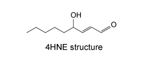 4-hydroxy-2-nonenal (4HNE) , shown below, interacts with proteins by forming covalent bonds with the nucleophilic side chains of amino acids.  If a protein were incubated with 4HNE and then degraded by proteases, which of the following could represent the structure and charge of an amino acid bound to 4HNE at pH 7?   A)    B)    C)    D)   