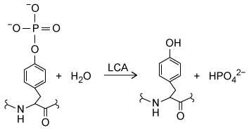 Passage Leukocyte common antigen (LCA)  enzymes play several important developmental roles in both vertebrates and invertebrates.  They regulate numerous cellular processes by catalyzing Reaction 1 in target proteins at specific developmental stages.  Consequently, LCA enzyme expression and activity are tightly controlled in various cell types.    <strong>Reaction 1</strong>The Src protein is critical for cell differentiation and motility, and is activated by LCA enzyme activity.  Two LCA enzymes, known as LAR and CD45, were purified and incubated with the phosphopeptide src527 (Figure 1) , derived from Src.    <strong>Figure 1</strong>  Structure of the src527 peptide used as a substrate in LAR and CD45 assaysThe rate of Reaction 1 was measured at various concentrations of src527 in the presence of either LAR or CD45, and kinetic parameters were determined (Table 1) .<strong>Table 1</strong>  Kinetic Parameters of LAR and CD45    Compound <strong>1</strong> was synthesized and tested for its effectiveness as an inhibitor of LCA enzymes.    The study in Table 1 was repeated in the presence of Compound <strong>1</strong>, which was found to significantly reduce the activities of both LAR and CD45 against the src527 peptide.  Compound <strong>1</strong> was subsequently used in assays to examine the in vivo function of LCA enzymes. Adapted from Cho H, Krishnaraj R, Itoh M, et al. Substrate specificities of catalytic fragments of protein tyrosine phosphatases (HPTP beta, LAR, and CD45)  toward phosphotyrosylpeptide substrates and thiophosphotyrosylated peptides as inhibitors. Protein Sci. 1993;2(6) :977-84. -Compound <strong>1</strong> would most likely have what effect on the activity of LAR? A) It would bind to an allosteric site and decrease the K<sub>m</sub>. B) It would bind to the active site and decrease the V<sub>max</sub>. C) It would bind to an allosteric site and increase the V<sub>max</sub>. D) It would bind to the active site and increase the K<sub>m</sub>.