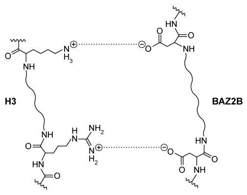 Passage Interactions between positively charged histones and negatively charged nucleic acids are altered by acetylation and methylation of histone subunits.  These different post-translational modifications are recognized by histone-binding proteins such as BROMO domain Adjacent to Zinc finger 2B (BAZ2B) .  BAZ2B has a net negative charge but contains a lysine-rich regulatory region between its two histone-binding domains.NMR data revealed potential interactions between BAZ2B and histone subunit H3 (Figure 1) .  Binding was confirmed by isothermal titration calorimetry (ITC) , which measures enthalpy of binding when a protein solution is titrated with ligand injections of equal volume and concentration.  Each injection results in a negative peak as heat is released.  Figure 2 shows ITC results when wild-type BAZ2B (WT)  or BAZ2B with the regulatory region removed (10M+)  were titrated with unmodified histone 3 (H3)  or H3 that was acetylated at lysine-14 (H3K14ac) .  In each case, the Hill coefficient was approximately 1.To test binding in a biological setting (in vivo) , WT and 10M+ BAZ2B were extracted from cell lysates on affinity columns containing H3 or H3K14ac covalently attached to beads.  BAZ2B was then eluted and binding was quantified by Western blot (Figure 3) .    <strong>Figure 1</strong>  Electrostatic interactions between H3 and BAZ2B amino acid residues    <strong>Figure 2</strong>  ITC traces (A)  and K<sub>d</sub> values (B)  of WT BAZ2B and 10M+ BAZ2B titrated with either unmodified H3 or H3Ka4ac    <strong>Figure 3</strong>  Western blot of BAZ2B recovered from unmodified or acetylated H3 columns Adapted from Kostrhon S, Kontaxis G, Kaufmann T, et al. A histone-mimicking interdomain linker in a multidomain protein modulates multivalent histone binding. J Biol Chem. 2017;292(43) :17643-17657. -Based on the information in the passage, why does the size of the ITC peaks decrease over the course of each experiment in Figure 2? A) Increasing H3 concentration pushes the equilibrium toward dissociation. B) Fewer binding events occur on BAZ2B as the experiment progresses. C) Less H3 is present in each subsequent injection as the titration progresses. D) Negative cooperativity exhibited by BAZ2B causes binding to decrease as H3 is added.