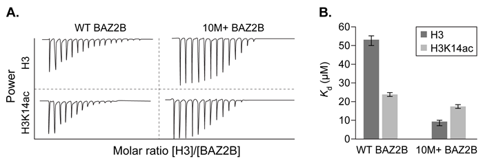 Passage Interactions between positively charged histones and negatively charged nucleic acids are altered by acetylation and methylation of histone subunits.  These different post-translational modifications are recognized by histone-binding proteins such as BROMO domain Adjacent to Zinc finger 2B (BAZ2B) .  BAZ2B has a net negative charge but contains a lysine-rich regulatory region between its two histone-binding domains.NMR data revealed potential interactions between BAZ2B and histone subunit H3 (Figure 1) .  Binding was confirmed by isothermal titration calorimetry (ITC) , which measures enthalpy of binding when a protein solution is titrated with ligand injections of equal volume and concentration.  Each injection results in a negative peak as heat is released.  Figure 2 shows ITC results when wild-type BAZ2B (WT)  or BAZ2B with the regulatory region removed (10M+)  were titrated with unmodified histone 3 (H3)  or H3 that was acetylated at lysine-14 (H3K14ac) .  In each case, the Hill coefficient was approximately 1.To test binding in a biological setting (in vivo) , WT and 10M+ BAZ2B were extracted from cell lysates on affinity columns containing H3 or H3K14ac covalently attached to beads.  BAZ2B was then eluted and binding was quantified by Western blot (Figure 3) .    <strong>Figure 1</strong>  Electrostatic interactions between H3 and BAZ2B amino acid residues    <strong>Figure 2</strong>  ITC traces (A)  and K<sub>d</sub> values (B)  of WT BAZ2B and 10M+ BAZ2B titrated with either unmodified H3 or H3Ka4ac    <strong>Figure 3</strong>  Western blot of BAZ2B recovered from unmodified or acetylated H3 columns Adapted from Kostrhon S, Kontaxis G, Kaufmann T, et al. A histone-mimicking interdomain linker in a multidomain protein modulates multivalent histone binding. J Biol Chem. 2017;292(43) :17643-17657. -Based on the information in the passage, why does the size of the ITC peaks decrease over the course of each experiment in Figure 2? A) Increasing H3 concentration pushes the equilibrium toward dissociation. B) Fewer binding events occur on BAZ2B as the experiment progresses. C) Less H3 is present in each subsequent injection as the titration progresses. D) Negative cooperativity exhibited by BAZ2B causes binding to decrease as H3 is added.