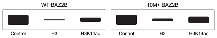 Passage Interactions between positively charged histones and negatively charged nucleic acids are altered by acetylation and methylation of histone subunits.  These different post-translational modifications are recognized by histone-binding proteins such as BROMO domain Adjacent to Zinc finger 2B (BAZ2B) .  BAZ2B has a net negative charge but contains a lysine-rich regulatory region between its two histone-binding domains.NMR data revealed potential interactions between BAZ2B and histone subunit H3 (Figure 1) .  Binding was confirmed by isothermal titration calorimetry (ITC) , which measures enthalpy of binding when a protein solution is titrated with ligand injections of equal volume and concentration.  Each injection results in a negative peak as heat is released.  Figure 2 shows ITC results when wild-type BAZ2B (WT)  or BAZ2B with the regulatory region removed (10M+)  were titrated with unmodified histone 3 (H3)  or H3 that was acetylated at lysine-14 (H3K14ac) .  In each case, the Hill coefficient was approximately 1.To test binding in a biological setting (in vivo) , WT and 10M+ BAZ2B were extracted from cell lysates on affinity columns containing H3 or H3K14ac covalently attached to beads.  BAZ2B was then eluted and binding was quantified by Western blot (Figure 3) .    <strong>Figure 1</strong>  Electrostatic interactions between H3 and BAZ2B amino acid residues    <strong>Figure 2</strong>  ITC traces (A)  and K<sub>d</sub> values (B)  of WT BAZ2B and 10M+ BAZ2B titrated with either unmodified H3 or H3Ka4ac    <strong>Figure 3</strong>  Western blot of BAZ2B recovered from unmodified or acetylated H3 columns Adapted from Kostrhon S, Kontaxis G, Kaufmann T, et al. A histone-mimicking interdomain linker in a multidomain protein modulates multivalent histone binding. J Biol Chem. 2017;292(43) :17643-17657. -Based on the information in the passage, why does the size of the ITC peaks decrease over the course of each experiment in Figure 2? A) Increasing H3 concentration pushes the equilibrium toward dissociation. B) Fewer binding events occur on BAZ2B as the experiment progresses. C) Less H3 is present in each subsequent injection as the titration progresses. D) Negative cooperativity exhibited by BAZ2B causes binding to decrease as H3 is added.