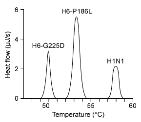 Passage The influenza A virus is an enveloped RNA virus with potential for zoonosis (transmission from animals to humans) .  It obtains its plasma membrane from its host cell, but the composition of the viral envelope and vertebrate plasma membrane are distinct.  The envelope of H6-G225D consists mostly of phosphatidylethanolamine as well as some negatively charged glycerophospholipids.  The outer membrane contains hemagglutinin (HA)  proteins that bind to the carbohydrate known as sialic acid (SA)  on host cell receptor proteins, facilitating viral entry.  It also contains neuraminidase enzymes that break the bond between SA and galactose in the host membrane glycans, allowing new virions to be released.Minute changes in the genes that code for HA proteins can alter the virulence, host, and attachment mechanism.  In general, influenza A infects avian species by attaching to tracheal tissue, which displays SA groups bound to receptors through an α-2,3-glycosidic linkage to galactose (Figure 1) .  Avian viruses generally cannot attack human cells, in which SA is linked to galactose through an α-2,6-glycosidic linkage instead of an α-2,3 linkage.    <strong>Figure 1</strong>  Structure of the influenza A receptor in avian cell membranesIn a recent study, however, a G225D substitution in HA, caused by a GGC to GAU codon mutation, enabled avian virions to infect human cells.  The stability of G225D HA proteins was compared to that of H6-P186L, which is created by a single CCC to CUC mutation and exclusively infects avian cells, and H1N1, which targets only humans.  The viral RNA of H6-P186L, H6-G225D, and H1N1 was cloned using cDNA and expressed in embryonic kidney cells.  The melting curve of each purified HA protein was determined using differential scanning calorimetry, with peaks representing melting temperatures (Figure 2) .    <strong>Figure 2</strong>  Hemagglutinin melting curves for H6N1 and H1N1 influenza A strains Adapted from De vries RP, Tzarum N, Peng W, et al.  A single mutation in Taiwanese H6N1 influenza hemagglutinin switches binding to human-type receptors.  EMBO Mol Med. 2017;9(9) :1314-1325. -The absence of which of the following lipids is most likely to affect the assembly of viral envelopes? A) Palmitic acid B) Triacylglycerides C) Sphingomyelin D) Phosphatidylserine