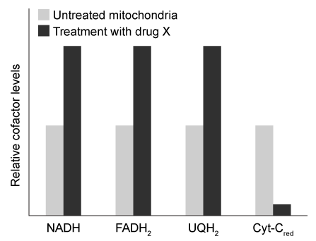 Passage Mitochondria are double membrane-bound cellular organelles that house several connected metabolic reactions.  The citric acid cycle takes place inside the mitochondrial matrix and produces two reduced electron carriers, NADH and FADH<sub>2</sub>.  These two carriers then pass their electrons to ubiquinone (UQ) , which is reduced to ubiquinol (UQH<sub>2</sub>) .  UQH<sub>2</sub> passes its electrons to oxidized cytochrome C (cyt-C<sub>ox</sub>) , regenerating UQ and forming reduced cytochrome C (cyt-C<sub>red</sub>) .  Finally, cyt-C<sub>red</sub> transfers electrons to oxygen, regenerating cyt-C<sub>ox</sub> and forming water.  Each reaction is facilitated by one of four protein complexes that are collectively known as the electron transport chain (ETC) .Researchers isolated mitochondria and treated them with a novel ETC inhibitor,  drug X.   After an overnight incubation, they measured levels of several ETC-reduced electron carriers in the presence of drug X relative to untreated mitochondria.  Their results are shown in Figure 1.    <strong>Figure 1</strong>  Relative levels of reduced electron carriers in the presence and absence of drug XNext, the researchers exposed mitochondria to FCCP, a chemical that can transport protons across membranes.  They observed that in the presence of FCCP, the citric acid cycle was fully active, and all reduced cofactors were present at the same levels as in untreated mitochondria.  However, the rate of ATP synthesis was significantly reduced.  ATP synthesis was immediately restored when FCCP was washed away. -Based on the information in the passage, FCCP most likely causes a decrease in energy production by: A) decoupling the movement of protons down their concentration gradient from ATP synthase. B) carrying more protons into the intermembrane space than are pumped by the ETC alone. C) shifting the proton gradient further away from equilibrium than is achieved by the ETC alone. D) causing a decrease in ETC activity, resulting in fewer available protons for ATP synthase.