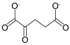 Passage Mitochondria are double membrane-bound cellular organelles that house several connected metabolic reactions.  The citric acid cycle takes place inside the mitochondrial matrix and produces two reduced electron carriers, NADH and FADH<sub>2</sub>.  These two carriers then pass their electrons to ubiquinone (UQ) , which is reduced to ubiquinol (UQH<sub>2</sub>) .  UQH<sub>2</sub> passes its electrons to oxidized cytochrome C (cyt-C<sub>ox</sub>) , regenerating UQ and forming reduced cytochrome C (cyt-C<sub>red</sub>) .  Finally, cyt-C<sub>red</sub> transfers electrons to oxygen, regenerating cyt-C<sub>ox</sub> and forming water.  Each reaction is facilitated by one of four protein complexes that are collectively known as the electron transport chain (ETC) .Researchers isolated mitochondria and treated them with a novel ETC inhibitor,  drug X.   After an overnight incubation, they measured levels of several ETC-reduced electron carriers in the presence of drug X relative to untreated mitochondria.  Their results are shown in Figure 1.    <strong>Figure 1</strong>  Relative levels of reduced electron carriers in the presence and absence of drug XNext, the researchers exposed mitochondria to FCCP, a chemical that can transport protons across membranes.  They observed that in the presence of FCCP, the citric acid cycle was fully active, and all reduced cofactors were present at the same levels as in untreated mitochondria.  However, the rate of ATP synthesis was significantly reduced.  ATP synthesis was immediately restored when FCCP was washed away. -Which of the following molecules is a precursor to the citric acid cycle? A)    B)    C)    D)   