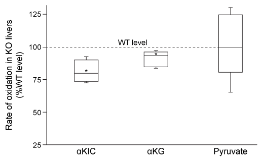 Passage The sirtuins are a class of enzymes that regulate various metabolic processes by removing post-translational modifications from enzymes.  SIRT4 is an autosomally encoded sirtuin protein that colocalizes with the pyruvate dehydrogenase complex.  It deacylates lysine residues on certain metabolic proteins by removing methylglutaryl and hydroxymethylglutaryl units.  Methylglutaryl-CoA and hydroxymethylglutaryl-CoA are intermediates in leucine catabolism, and scientists hypothesized that SIRT4 regulates this pathway.  To test their hypothesis, livers from wild-type (WT)  and SIRT4 knockout (KO)  mice were treated with α-keto acid derivatives of several amino acids, including the derivative of leucine, α-ketoisocaproate (αKIC) .  Figures 1 and 2 show the rate of oxidation of α-keto acids and oxygen consumption in both WT and KO livers, respectively.    <strong>Figure 1</strong>  Box plot showing the rate of oxidation of α-ketoisocaproate (αKIC) , α-ketoglutarate (αKG) , and pyruvate in SIRT4 knockout livers (Note: Asterisk indicates p < 0.05 relative to WT level)     <strong>Figure 2</strong>  Oxygen consumption in WT and KO livers in the presence and absence of succinate and reduced cytochrome C (Cyt-C) Because leucine is known to regulate insulin secretion, scientists injected WT and KO mice with leucine and measured plasma insulin levels over time.  They then injected mice with insulin and monitored blood glucose levels (Figure 3) .    <strong>Figure 3</strong>  (A)  Plasma insulin levels after injection with leucine and (B)  blood glucose levels after injection with insulin in both WT and KO mice Adapted from Anderson KA, Huynh FK, Fisher-Wellman K, et al. SIRT4 Is a Lysine Deacylase that Controls Leucine Metabolism and Insulin Secretion. Cell Metab. 2017;25(4) :838-855.e15. -In Figure 2, the most likely reason that researchers added succinate was to stimulate: A) NADH synthesis by Complex I. B) GTP synthesis by succinyl-CoA synthetase. C) FADH<sub>2</sub> synthesis by Complex II. D) ubiquinol synthesis by fumarase.