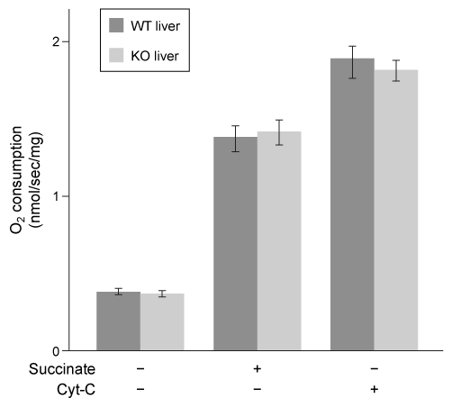 Passage The sirtuins are a class of enzymes that regulate various metabolic processes by removing post-translational modifications from enzymes.  SIRT4 is an autosomally encoded sirtuin protein that colocalizes with the pyruvate dehydrogenase complex.  It deacylates lysine residues on certain metabolic proteins by removing methylglutaryl and hydroxymethylglutaryl units.  Methylglutaryl-CoA and hydroxymethylglutaryl-CoA are intermediates in leucine catabolism, and scientists hypothesized that SIRT4 regulates this pathway.  To test their hypothesis, livers from wild-type (WT)  and SIRT4 knockout (KO)  mice were treated with α-keto acid derivatives of several amino acids, including the derivative of leucine, α-ketoisocaproate (αKIC) .  Figures 1 and 2 show the rate of oxidation of α-keto acids and oxygen consumption in both WT and KO livers, respectively.    <strong>Figure 1</strong>  Box plot showing the rate of oxidation of α-ketoisocaproate (αKIC) , α-ketoglutarate (αKG) , and pyruvate in SIRT4 knockout livers (Note: Asterisk indicates p < 0.05 relative to WT level)     <strong>Figure 2</strong>  Oxygen consumption in WT and KO livers in the presence and absence of succinate and reduced cytochrome C (Cyt-C) Because leucine is known to regulate insulin secretion, scientists injected WT and KO mice with leucine and measured plasma insulin levels over time.  They then injected mice with insulin and monitored blood glucose levels (Figure 3) .    <strong>Figure 3</strong>  (A)  Plasma insulin levels after injection with leucine and (B)  blood glucose levels after injection with insulin in both WT and KO mice Adapted from Anderson KA, Huynh FK, Fisher-Wellman K, et al. SIRT4 Is a Lysine Deacylase that Controls Leucine Metabolism and Insulin Secretion. Cell Metab. 2017;25(4) :838-855.e15. -In Figure 2, the most likely reason that researchers added succinate was to stimulate: A) NADH synthesis by Complex I. B) GTP synthesis by succinyl-CoA synthetase. C) FADH<sub>2</sub> synthesis by Complex II. D) ubiquinol synthesis by fumarase.