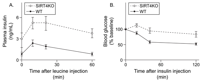 Passage The sirtuins are a class of enzymes that regulate various metabolic processes by removing post-translational modifications from enzymes.  SIRT4 is an autosomally encoded sirtuin protein that colocalizes with the pyruvate dehydrogenase complex.  It deacylates lysine residues on certain metabolic proteins by removing methylglutaryl and hydroxymethylglutaryl units.  Methylglutaryl-CoA and hydroxymethylglutaryl-CoA are intermediates in leucine catabolism, and scientists hypothesized that SIRT4 regulates this pathway.  To test their hypothesis, livers from wild-type (WT)  and SIRT4 knockout (KO)  mice were treated with α-keto acid derivatives of several amino acids, including the derivative of leucine, α-ketoisocaproate (αKIC) .  Figures 1 and 2 show the rate of oxidation of α-keto acids and oxygen consumption in both WT and KO livers, respectively.    <strong>Figure 1</strong>  Box plot showing the rate of oxidation of α-ketoisocaproate (αKIC) , α-ketoglutarate (αKG) , and pyruvate in SIRT4 knockout livers (Note: Asterisk indicates p < 0.05 relative to WT level)     <strong>Figure 2</strong>  Oxygen consumption in WT and KO livers in the presence and absence of succinate and reduced cytochrome C (Cyt-C) Because leucine is known to regulate insulin secretion, scientists injected WT and KO mice with leucine and measured plasma insulin levels over time.  They then injected mice with insulin and monitored blood glucose levels (Figure 3) .    <strong>Figure 3</strong>  (A)  Plasma insulin levels after injection with leucine and (B)  blood glucose levels after injection with insulin in both WT and KO mice Adapted from Anderson KA, Huynh FK, Fisher-Wellman K, et al. SIRT4 Is a Lysine Deacylase that Controls Leucine Metabolism and Insulin Secretion. Cell Metab. 2017;25(4) :838-855.e15. -In Figure 2, the most likely reason that researchers added succinate was to stimulate: A) NADH synthesis by Complex I. B) GTP synthesis by succinyl-CoA synthetase. C) FADH<sub>2</sub> synthesis by Complex II. D) ubiquinol synthesis by fumarase.