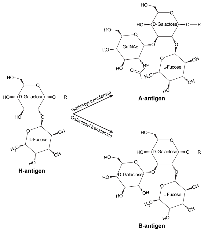 Passage The ABO blood groups are determined by the polysaccharide antigens linked to sphingolipids on red blood cell membranes.  The polysaccharide known as the H-antigen (O-type blood)  consists of a polysaccharide (R-group)  glycosidically linked to D-galactose, which is connected to L-fucose in an α-1,2 linkage.  Type A and type B blood express the A- and B-antigens, respectively (Figure 1) .  These antigens are modified forms of the H-antigen, in which D-galactose (B-antigen)  or a derivative of D-galactose called GalNAc (A-antigen)  is added in an α-1,3 linkage to the D-galactose moiety of the H-antigen.    <strong>Figure 1</strong>  Structures of the H-, A-, and B-antigens.  The R-group represents additional carbohydrates.The addition of GalNAc or galactose to the H-antigen is catalyzed by an enzyme encoded by the ABO gene.  One allele of the gene encodes GalNAcyl transferase and produces the A-antigen, while another allele encodes galactosyl-transferase and yields the B-antigen (Figure 1) .  The two alleles differ at seven nucleotide positions, summarized in Table 1.<strong>Table 1</strong>  Nucleotide Positions Where the Alleles Encoding GalNAcyl Transferase and Galactosyl Transferase Differ    Individuals with both alleles express both antigens and have type AB blood.  Those with type O blood have a third allele that encodes an inactive form of the enzyme.  A study of blood type abundance was conducted, and the number of participants with each type is shown in Table 2.  Table 3 shows several fatty-acyl chains found in the sphingolipids to which the antigens were attached.<strong>Table 2</strong>  Number of Participants That Express Each Blood Type in a Study of 10,000 Individuals    <strong>Table 3</strong>  Types of Sphingolipids to Which Polysaccharide Antigens Were Bound, as Determined by Mass Spectrometry (Note:  For fatty acid chains, the numbers on the left and right of the colon indicate number of carbons and number of C=C double bonds, respectively)     -Which lipid in Table 3 would make the greatest contribution to membrane fluidity? A) GL2 B) GL3 C) GL5 D) GL6