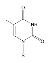 Passage The ABO blood groups are determined by the polysaccharide antigens linked to sphingolipids on red blood cell membranes.  The polysaccharide known as the H-antigen (O-type blood)  consists of a polysaccharide (R-group)  glycosidically linked to D-galactose, which is connected to L-fucose in an α-1,2 linkage.  Type A and type B blood express the A- and B-antigens, respectively (Figure 1) .  These antigens are modified forms of the H-antigen, in which D-galactose (B-antigen)  or a derivative of D-galactose called GalNAc (A-antigen)  is added in an α-1,3 linkage to the D-galactose moiety of the H-antigen.    <strong>Figure 1</strong>  Structures of the H-, A-, and B-antigens.  The R-group represents additional carbohydrates.The addition of GalNAc or galactose to the H-antigen is catalyzed by an enzyme encoded by the ABO gene.  One allele of the gene encodes GalNAcyl transferase and produces the A-antigen, while another allele encodes galactosyl-transferase and yields the B-antigen (Figure 1) .  The two alleles differ at seven nucleotide positions, summarized in Table 1.<strong>Table 1</strong>  Nucleotide Positions Where the Alleles Encoding GalNAcyl Transferase and Galactosyl Transferase Differ    Individuals with both alleles express both antigens and have type AB blood.  Those with type O blood have a third allele that encodes an inactive form of the enzyme.  A study of blood type abundance was conducted, and the number of participants with each type is shown in Table 2.  Table 3 shows several fatty-acyl chains found in the sphingolipids to which the antigens were attached.<strong>Table 2</strong>  Number of Participants That Express Each Blood Type in a Study of 10,000 Individuals    <strong>Table 3</strong>  Types of Sphingolipids to Which Polysaccharide Antigens Were Bound, as Determined by Mass Spectrometry (Note:  For fatty acid chains, the numbers on the left and right of the colon indicate number of carbons and number of C=C double bonds, respectively)     -An individual with type B blood would most likely have which nucleotide at position 793 of the ABO gene? A)    B)    C)    D)   