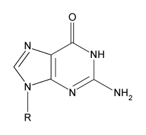 Passage The ABO blood groups are determined by the polysaccharide antigens linked to sphingolipids on red blood cell membranes.  The polysaccharide known as the H-antigen (O-type blood)  consists of a polysaccharide (R-group)  glycosidically linked to D-galactose, which is connected to L-fucose in an α-1,2 linkage.  Type A and type B blood express the A- and B-antigens, respectively (Figure 1) .  These antigens are modified forms of the H-antigen, in which D-galactose (B-antigen)  or a derivative of D-galactose called GalNAc (A-antigen)  is added in an α-1,3 linkage to the D-galactose moiety of the H-antigen.    <strong>Figure 1</strong>  Structures of the H-, A-, and B-antigens.  The R-group represents additional carbohydrates.The addition of GalNAc or galactose to the H-antigen is catalyzed by an enzyme encoded by the ABO gene.  One allele of the gene encodes GalNAcyl transferase and produces the A-antigen, while another allele encodes galactosyl-transferase and yields the B-antigen (Figure 1) .  The two alleles differ at seven nucleotide positions, summarized in Table 1.<strong>Table 1</strong>  Nucleotide Positions Where the Alleles Encoding GalNAcyl Transferase and Galactosyl Transferase Differ    Individuals with both alleles express both antigens and have type AB blood.  Those with type O blood have a third allele that encodes an inactive form of the enzyme.  A study of blood type abundance was conducted, and the number of participants with each type is shown in Table 2.  Table 3 shows several fatty-acyl chains found in the sphingolipids to which the antigens were attached.<strong>Table 2</strong>  Number of Participants That Express Each Blood Type in a Study of 10,000 Individuals    <strong>Table 3</strong>  Types of Sphingolipids to Which Polysaccharide Antigens Were Bound, as Determined by Mass Spectrometry (Note:  For fatty acid chains, the numbers on the left and right of the colon indicate number of carbons and number of C=C double bonds, respectively)     -An individual with type B blood would most likely have which nucleotide at position 793 of the ABO gene? A)    B)    C)    D)   