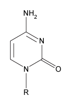 Passage The ABO blood groups are determined by the polysaccharide antigens linked to sphingolipids on red blood cell membranes.  The polysaccharide known as the H-antigen (O-type blood)  consists of a polysaccharide (R-group)  glycosidically linked to D-galactose, which is connected to L-fucose in an α-1,2 linkage.  Type A and type B blood express the A- and B-antigens, respectively (Figure 1) .  These antigens are modified forms of the H-antigen, in which D-galactose (B-antigen)  or a derivative of D-galactose called GalNAc (A-antigen)  is added in an α-1,3 linkage to the D-galactose moiety of the H-antigen.    <strong>Figure 1</strong>  Structures of the H-, A-, and B-antigens.  The R-group represents additional carbohydrates.The addition of GalNAc or galactose to the H-antigen is catalyzed by an enzyme encoded by the ABO gene.  One allele of the gene encodes GalNAcyl transferase and produces the A-antigen, while another allele encodes galactosyl-transferase and yields the B-antigen (Figure 1) .  The two alleles differ at seven nucleotide positions, summarized in Table 1.<strong>Table 1</strong>  Nucleotide Positions Where the Alleles Encoding GalNAcyl Transferase and Galactosyl Transferase Differ    Individuals with both alleles express both antigens and have type AB blood.  Those with type O blood have a third allele that encodes an inactive form of the enzyme.  A study of blood type abundance was conducted, and the number of participants with each type is shown in Table 2.  Table 3 shows several fatty-acyl chains found in the sphingolipids to which the antigens were attached.<strong>Table 2</strong>  Number of Participants That Express Each Blood Type in a Study of 10,000 Individuals    <strong>Table 3</strong>  Types of Sphingolipids to Which Polysaccharide Antigens Were Bound, as Determined by Mass Spectrometry (Note:  For fatty acid chains, the numbers on the left and right of the colon indicate number of carbons and number of C=C double bonds, respectively)     -An individual with type B blood would most likely have which nucleotide at position 793 of the ABO gene? A)    B)    C)    D)   