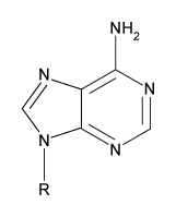Passage The ABO blood groups are determined by the polysaccharide antigens linked to sphingolipids on red blood cell membranes.  The polysaccharide known as the H-antigen (O-type blood)  consists of a polysaccharide (R-group)  glycosidically linked to D-galactose, which is connected to L-fucose in an α-1,2 linkage.  Type A and type B blood express the A- and B-antigens, respectively (Figure 1) .  These antigens are modified forms of the H-antigen, in which D-galactose (B-antigen)  or a derivative of D-galactose called GalNAc (A-antigen)  is added in an α-1,3 linkage to the D-galactose moiety of the H-antigen.    <strong>Figure 1</strong>  Structures of the H-, A-, and B-antigens.  The R-group represents additional carbohydrates.The addition of GalNAc or galactose to the H-antigen is catalyzed by an enzyme encoded by the ABO gene.  One allele of the gene encodes GalNAcyl transferase and produces the A-antigen, while another allele encodes galactosyl-transferase and yields the B-antigen (Figure 1) .  The two alleles differ at seven nucleotide positions, summarized in Table 1.<strong>Table 1</strong>  Nucleotide Positions Where the Alleles Encoding GalNAcyl Transferase and Galactosyl Transferase Differ    Individuals with both alleles express both antigens and have type AB blood.  Those with type O blood have a third allele that encodes an inactive form of the enzyme.  A study of blood type abundance was conducted, and the number of participants with each type is shown in Table 2.  Table 3 shows several fatty-acyl chains found in the sphingolipids to which the antigens were attached.<strong>Table 2</strong>  Number of Participants That Express Each Blood Type in a Study of 10,000 Individuals    <strong>Table 3</strong>  Types of Sphingolipids to Which Polysaccharide Antigens Were Bound, as Determined by Mass Spectrometry (Note:  For fatty acid chains, the numbers on the left and right of the colon indicate number of carbons and number of C=C double bonds, respectively)     -An individual with type B blood would most likely have which nucleotide at position 793 of the ABO gene? A)    B)    C)    D)   