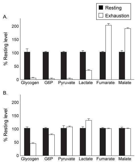 Passage Physical activity produces an increased energy requirement in the muscles as well as in the brain.  During periods of intense exercise, glycogenolysis is activated in muscles to provide them with the energy needed for contractions, and research indicates that astrocytes also consume glycogen at increased levels during exercise.  It is hypothesized that during periods of physical exertion, astrocytes convert glycogen to lactate, which is then used as a fuel source in neurons.Monocarboxylate transporters (MCTs)  are responsible for the movement of lactate across membranes, and MCT2 is expressed at increased levels in neuronal cells during exercise.  Scientists proposed that lactate is secreted from astrocytes and taken up by neurons through MCT2.  Lactate is then converted to pyruvate and enters the mitochondria, where it is further metabolized.  To test their predictions, scientists examined the effect of exercise on glycogen metabolism in rodents.Experiment 1Rats were either allowed to rest or exercised to exhaustion.  The levels of several metabolites were then quantified in both the plantaris muscle and the hippocampus.    <strong>Figure 1</strong>  Levels of several metabolites in plantaris muscle (A)  and hippocampus (B)  from rats at rest or after exercising to exhaustionExperiment 2Rats were injected with 1,4-dideoxy-1,4-imino-D-arabinitol (DAB)  or saline, and glycogen and lactate levels were measured in the hippocampus of rats at rest or after exercise to exhaustion.    <strong>Figure 2</strong>  Levels of glycogen (A)  and lactate (B)  in rats injected with DAB or saline, after rest or upon exhaustion Adapted from Matsui T, Omuro H, Liu Y-F, et al. Astrocytic glycogen-derived lactate fuels the brain during exhaustive exercise to maintain endurance capacity. Proceedings of the National Academy of Sciences. 2017;114(24) :6358-6363. -The intermediates of which metabolic pathway were shown to increase in muscles due to exercise? A) The citric acid cycle B) Fermentation C) Glycolysis D) Glycogenolysis