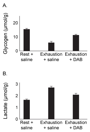Passage Physical activity produces an increased energy requirement in the muscles as well as in the brain.  During periods of intense exercise, glycogenolysis is activated in muscles to provide them with the energy needed for contractions, and research indicates that astrocytes also consume glycogen at increased levels during exercise.  It is hypothesized that during periods of physical exertion, astrocytes convert glycogen to lactate, which is then used as a fuel source in neurons.Monocarboxylate transporters (MCTs)  are responsible for the movement of lactate across membranes, and MCT2 is expressed at increased levels in neuronal cells during exercise.  Scientists proposed that lactate is secreted from astrocytes and taken up by neurons through MCT2.  Lactate is then converted to pyruvate and enters the mitochondria, where it is further metabolized.  To test their predictions, scientists examined the effect of exercise on glycogen metabolism in rodents.Experiment 1Rats were either allowed to rest or exercised to exhaustion.  The levels of several metabolites were then quantified in both the plantaris muscle and the hippocampus.    <strong>Figure 1</strong>  Levels of several metabolites in plantaris muscle (A)  and hippocampus (B)  from rats at rest or after exercising to exhaustionExperiment 2Rats were injected with 1,4-dideoxy-1,4-imino-D-arabinitol (DAB)  or saline, and glycogen and lactate levels were measured in the hippocampus of rats at rest or after exercise to exhaustion.    <strong>Figure 2</strong>  Levels of glycogen (A)  and lactate (B)  in rats injected with DAB or saline, after rest or upon exhaustion Adapted from Matsui T, Omuro H, Liu Y-F, et al. Astrocytic glycogen-derived lactate fuels the brain during exhaustive exercise to maintain endurance capacity. Proceedings of the National Academy of Sciences. 2017;114(24) :6358-6363. -The intermediates of which metabolic pathway were shown to increase in muscles due to exercise? A) The citric acid cycle B) Fermentation C) Glycolysis D) Glycogenolysis