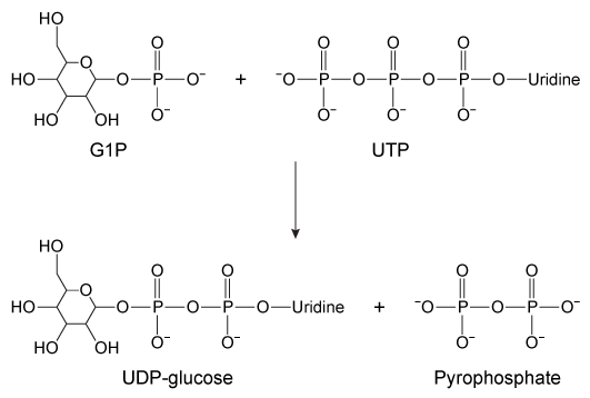 The reaction between UTP and glucose-1-phosphate (G1P)  to form UDP-glucose in glycogenesis is shown below:   Which phosphates from the reactants are present in UDP-glucose? A) The α- and β-phosphates from UTP B) The β- and γ-phosphates from UTP C) The γ-phosphate from UTP and the C1 phosphate from G1P D) The α-phosphate from UTP and the C1 phosphate from G1P