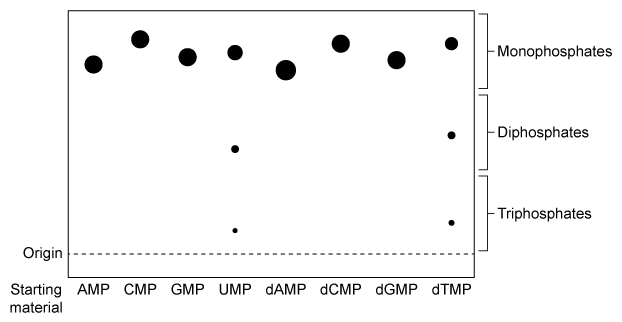 Passage NDPK is an enzyme in budding yeast that uses ATP to phosphorylate nucleotide diphosphates (NDPs and dNDPs) , yielding the triphosphate form of each (NTPs and dNTPs) .  dNTPs are necessary for DNA synthesis, yet yeast cells that lack NDPK grow and divide at the same rate as wild-type yeast.  Therefore, triphosphate generation is most likely carried out by one or more other enzymes.The enzyme TMPK converts deoxythymidine monophosphate (dTMP)  to the diphosphate form (dTDP)  by transferring the γ-phosphate of ATP to dTMP.  Yeast cells that lack TMPK activity cannot synthesize DNA and become arrested during replication.  It was proposed that TMPK may partially compensate for NDPK loss by phosphorylating dTDP as well as dTMP.To better understand the role of TMPK in nucleotide phosphorylation, wild-type TMPK and the inactive E75K variant were purified by affinity chromatography, and the following experiments were performed.Experiment 1After purification, a sample containing 3 μg of protein was added to a reaction mixture containing radiolabeled nucleotide monophosphates (NMPs or dNMPs)  and unlabeled ATP.  The reaction proceeded for 30 minutes, and products were separated by thin-layer chromatography (TLC)  on a PEI-cellulose plate.  PEI-cellulose separates nucleotides by charge (Figure 1) , and migration distance decreases with increasing negative charge.  Spots were visualized by autoradiography, and it was determined that 0.30 nmol of dTMP and 0.15 nmol of uridine monophosphate (UMP)  became phosphorylated, respectively.    <strong>Figure 1</strong>  TLC analysis of nucleotide monophosphates after exposure to TMPK and ATP.  (Note: Different nucleotides with the same phosphorylation level migrate different distances.) Experiment 2The experiment was repeated using radiolabeled dTDP as the starting material.  The reaction proceeded in buffer only, in the presence of E75K TMPK, or in the presence of wild-type TMPK.  Products were separated by TLC and visualized (Figure 2) .    <strong>Figure 2</strong>  TLC analysis of dTDP phosphorylation with buffer only (Lane 1) , E75K TMPK (Lane 2) , or wild-type TMPK (Lane 3)  Adapted from Chien CY, Chen BR, Chou CK, Sclafani RA, Su JY. The yeast Cdc8 exhibits both deoxythymidine monophosphate and diphosphate kinase activities. FEBS Lett. 2009;583(13) :2281-6. -A Mg<sup>2+</sup> ion in the active site of TMPK is directly involved in catalysis.  Given this, Mg<sup>2+</sup> most likely plays which of the following roles in TMPK-mediated reactions? A) It binds negatively charged amino acids, stabilizing the tertiary structure of TMPK. B) It interacts with water molecules in the active site, facilitating phosphate hydrolysis. C) It binds anions, preventing them from competing with phosphate groups for the active site. D) It interacts with the negative charges of phosphate groups, stabilizing the transition state.