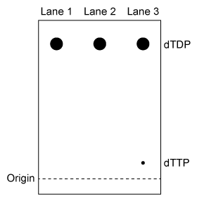 Passage NDPK is an enzyme in budding yeast that uses ATP to phosphorylate nucleotide diphosphates (NDPs and dNDPs) , yielding the triphosphate form of each (NTPs and dNTPs) .  dNTPs are necessary for DNA synthesis, yet yeast cells that lack NDPK grow and divide at the same rate as wild-type yeast.  Therefore, triphosphate generation is most likely carried out by one or more other enzymes.The enzyme TMPK converts deoxythymidine monophosphate (dTMP)  to the diphosphate form (dTDP)  by transferring the γ-phosphate of ATP to dTMP.  Yeast cells that lack TMPK activity cannot synthesize DNA and become arrested during replication.  It was proposed that TMPK may partially compensate for NDPK loss by phosphorylating dTDP as well as dTMP.To better understand the role of TMPK in nucleotide phosphorylation, wild-type TMPK and the inactive E75K variant were purified by affinity chromatography, and the following experiments were performed.Experiment 1After purification, a sample containing 3 μg of protein was added to a reaction mixture containing radiolabeled nucleotide monophosphates (NMPs or dNMPs)  and unlabeled ATP.  The reaction proceeded for 30 minutes, and products were separated by thin-layer chromatography (TLC)  on a PEI-cellulose plate.  PEI-cellulose separates nucleotides by charge (Figure 1) , and migration distance decreases with increasing negative charge.  Spots were visualized by autoradiography, and it was determined that 0.30 nmol of dTMP and 0.15 nmol of uridine monophosphate (UMP)  became phosphorylated, respectively.    <strong>Figure 1</strong>  TLC analysis of nucleotide monophosphates after exposure to TMPK and ATP.  (Note: Different nucleotides with the same phosphorylation level migrate different distances.) Experiment 2The experiment was repeated using radiolabeled dTDP as the starting material.  The reaction proceeded in buffer only, in the presence of E75K TMPK, or in the presence of wild-type TMPK.  Products were separated by TLC and visualized (Figure 2) .    <strong>Figure 2</strong>  TLC analysis of dTDP phosphorylation with buffer only (Lane 1) , E75K TMPK (Lane 2) , or wild-type TMPK (Lane 3)  Adapted from Chien CY, Chen BR, Chou CK, Sclafani RA, Su JY. The yeast Cdc8 exhibits both deoxythymidine monophosphate and diphosphate kinase activities. FEBS Lett. 2009;583(13) :2281-6. -A Mg<sup>2+</sup> ion in the active site of TMPK is directly involved in catalysis.  Given this, Mg<sup>2+</sup> most likely plays which of the following roles in TMPK-mediated reactions? A) It binds negatively charged amino acids, stabilizing the tertiary structure of TMPK. B) It interacts with water molecules in the active site, facilitating phosphate hydrolysis. C) It binds anions, preventing them from competing with phosphate groups for the active site. D) It interacts with the negative charges of phosphate groups, stabilizing the transition state.