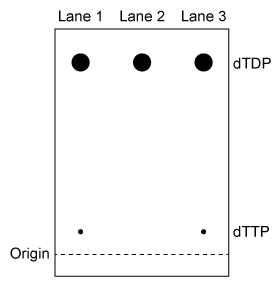 Passage NDPK is an enzyme in budding yeast that uses ATP to phosphorylate nucleotide diphosphates (NDPs and dNDPs) , yielding the triphosphate form of each (NTPs and dNTPs) .  dNTPs are necessary for DNA synthesis, yet yeast cells that lack NDPK grow and divide at the same rate as wild-type yeast.  Therefore, triphosphate generation is most likely carried out by one or more other enzymes.The enzyme TMPK converts deoxythymidine monophosphate (dTMP)  to the diphosphate form (dTDP)  by transferring the γ-phosphate of ATP to dTMP.  Yeast cells that lack TMPK activity cannot synthesize DNA and become arrested during replication.  It was proposed that TMPK may partially compensate for NDPK loss by phosphorylating dTDP as well as dTMP.To better understand the role of TMPK in nucleotide phosphorylation, wild-type TMPK and the inactive E75K variant were purified by affinity chromatography, and the following experiments were performed.Experiment 1After purification, a sample containing 3 μg of protein was added to a reaction mixture containing radiolabeled nucleotide monophosphates (NMPs or dNMPs)  and unlabeled ATP.  The reaction proceeded for 30 minutes, and products were separated by thin-layer chromatography (TLC)  on a PEI-cellulose plate.  PEI-cellulose separates nucleotides by charge (Figure 1) , and migration distance decreases with increasing negative charge.  Spots were visualized by autoradiography, and it was determined that 0.30 nmol of dTMP and 0.15 nmol of uridine monophosphate (UMP)  became phosphorylated, respectively.    <strong>Figure 1</strong>  TLC analysis of nucleotide monophosphates after exposure to TMPK and ATP.  (Note: Different nucleotides with the same phosphorylation level migrate different distances.) Experiment 2The experiment was repeated using radiolabeled dTDP as the starting material.  The reaction proceeded in buffer only, in the presence of E75K TMPK, or in the presence of wild-type TMPK.  Products were separated by TLC and visualized (Figure 2) .    <strong>Figure 2</strong>  TLC analysis of dTDP phosphorylation with buffer only (Lane 1) , E75K TMPK (Lane 2) , or wild-type TMPK (Lane 3)  Adapted from Chien CY, Chen BR, Chou CK, Sclafani RA, Su JY. The yeast Cdc8 exhibits both deoxythymidine monophosphate and diphosphate kinase activities. FEBS Lett. 2009;583(13) :2281-6. -Experiment 2 was performed to determine whether phosphorylation of dTDP was due to residual NDPK activity in the purified enzyme solution.  Which of the following shows the expected outcome of Experiment 2 if NDPK were still present after purification? A)    B)    C)    D)   