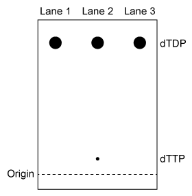 Passage NDPK is an enzyme in budding yeast that uses ATP to phosphorylate nucleotide diphosphates (NDPs and dNDPs) , yielding the triphosphate form of each (NTPs and dNTPs) .  dNTPs are necessary for DNA synthesis, yet yeast cells that lack NDPK grow and divide at the same rate as wild-type yeast.  Therefore, triphosphate generation is most likely carried out by one or more other enzymes.The enzyme TMPK converts deoxythymidine monophosphate (dTMP)  to the diphosphate form (dTDP)  by transferring the γ-phosphate of ATP to dTMP.  Yeast cells that lack TMPK activity cannot synthesize DNA and become arrested during replication.  It was proposed that TMPK may partially compensate for NDPK loss by phosphorylating dTDP as well as dTMP.To better understand the role of TMPK in nucleotide phosphorylation, wild-type TMPK and the inactive E75K variant were purified by affinity chromatography, and the following experiments were performed.Experiment 1After purification, a sample containing 3 μg of protein was added to a reaction mixture containing radiolabeled nucleotide monophosphates (NMPs or dNMPs)  and unlabeled ATP.  The reaction proceeded for 30 minutes, and products were separated by thin-layer chromatography (TLC)  on a PEI-cellulose plate.  PEI-cellulose separates nucleotides by charge (Figure 1) , and migration distance decreases with increasing negative charge.  Spots were visualized by autoradiography, and it was determined that 0.30 nmol of dTMP and 0.15 nmol of uridine monophosphate (UMP)  became phosphorylated, respectively.    <strong>Figure 1</strong>  TLC analysis of nucleotide monophosphates after exposure to TMPK and ATP.  (Note: Different nucleotides with the same phosphorylation level migrate different distances.) Experiment 2The experiment was repeated using radiolabeled dTDP as the starting material.  The reaction proceeded in buffer only, in the presence of E75K TMPK, or in the presence of wild-type TMPK.  Products were separated by TLC and visualized (Figure 2) .    <strong>Figure 2</strong>  TLC analysis of dTDP phosphorylation with buffer only (Lane 1) , E75K TMPK (Lane 2) , or wild-type TMPK (Lane 3)  Adapted from Chien CY, Chen BR, Chou CK, Sclafani RA, Su JY. The yeast Cdc8 exhibits both deoxythymidine monophosphate and diphosphate kinase activities. FEBS Lett. 2009;583(13) :2281-6. -Experiment 2 was performed to determine whether phosphorylation of dTDP was due to residual NDPK activity in the purified enzyme solution.  Which of the following shows the expected outcome of Experiment 2 if NDPK were still present after purification? A)    B)    C)    D)   