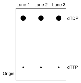 Passage NDPK is an enzyme in budding yeast that uses ATP to phosphorylate nucleotide diphosphates (NDPs and dNDPs) , yielding the triphosphate form of each (NTPs and dNTPs) .  dNTPs are necessary for DNA synthesis, yet yeast cells that lack NDPK grow and divide at the same rate as wild-type yeast.  Therefore, triphosphate generation is most likely carried out by one or more other enzymes.The enzyme TMPK converts deoxythymidine monophosphate (dTMP)  to the diphosphate form (dTDP)  by transferring the γ-phosphate of ATP to dTMP.  Yeast cells that lack TMPK activity cannot synthesize DNA and become arrested during replication.  It was proposed that TMPK may partially compensate for NDPK loss by phosphorylating dTDP as well as dTMP.To better understand the role of TMPK in nucleotide phosphorylation, wild-type TMPK and the inactive E75K variant were purified by affinity chromatography, and the following experiments were performed.Experiment 1After purification, a sample containing 3 μg of protein was added to a reaction mixture containing radiolabeled nucleotide monophosphates (NMPs or dNMPs)  and unlabeled ATP.  The reaction proceeded for 30 minutes, and products were separated by thin-layer chromatography (TLC)  on a PEI-cellulose plate.  PEI-cellulose separates nucleotides by charge (Figure 1) , and migration distance decreases with increasing negative charge.  Spots were visualized by autoradiography, and it was determined that 0.30 nmol of dTMP and 0.15 nmol of uridine monophosphate (UMP)  became phosphorylated, respectively.    <strong>Figure 1</strong>  TLC analysis of nucleotide monophosphates after exposure to TMPK and ATP.  (Note: Different nucleotides with the same phosphorylation level migrate different distances.) Experiment 2The experiment was repeated using radiolabeled dTDP as the starting material.  The reaction proceeded in buffer only, in the presence of E75K TMPK, or in the presence of wild-type TMPK.  Products were separated by TLC and visualized (Figure 2) .    <strong>Figure 2</strong>  TLC analysis of dTDP phosphorylation with buffer only (Lane 1) , E75K TMPK (Lane 2) , or wild-type TMPK (Lane 3)  Adapted from Chien CY, Chen BR, Chou CK, Sclafani RA, Su JY. The yeast Cdc8 exhibits both deoxythymidine monophosphate and diphosphate kinase activities. FEBS Lett. 2009;583(13) :2281-6. -Experiment 2 was performed to determine whether phosphorylation of dTDP was due to residual NDPK activity in the purified enzyme solution.  Which of the following shows the expected outcome of Experiment 2 if NDPK were still present after purification? A)    B)    C)    D)   