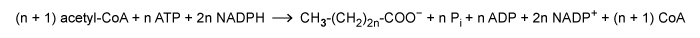 Fatty acid synthesis proceeds according to the following reaction:   where n is a positive integer.  Based on this, how many ADP and NADP<sup>+</sup> molecules will be produced during synthesis of a 16-carbon fatty acid? A) 7 ADP molecules and 14 NADP<sup>+</sup> molecules B) 14 ADP molecules and 28 NADP<sup>+</sup> molecules C) 8 ADP molecules and 15 NADP<sup>+</sup> molecules D) 16 ADP molecules and 32 NADP<sup>+</sup> molecules