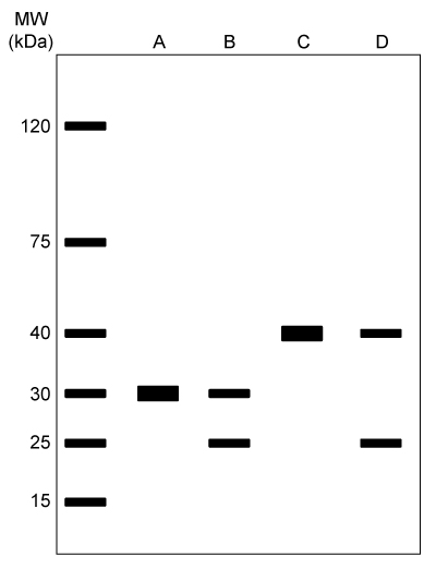 Proteins A, B, C, and D are dimers.  They were run on a reducing SDS gel, shown below:   What is the order of molecular weights of the proteins in their native state, from largest to smallest? A) Protein D → Protein C → Protein B → Protein A B) Protein C → Protein D → Protein A → Protein B C) Protein D → Protein B → Protein C → Protein A D) Protein C → Protein A → Protein D → Protein B