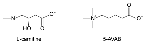 Passage Whole grains have been shown to reduce the risk of cardiovascular disorders.  A team of scientists discovered that the compound 5-aminovaleric acid betaine (5-AVAB)  was present at high levels in cardiomyocytes of mice given a diet rich in whole grains and decided to investigate its role in metabolism.  Preliminary evidence indicated that 5-AVAB did not alter the citric acid cycle in these cardiomyocytes, but that it did alter fatty acid metabolism.The plasma membrane transport protein organic cation/carnitine transporter 2 (OCTN2)  transports extracellular L-carnitine into the cell against its concentration gradient using the energy provided by the simultaneous transport of Na<sup>+</sup> into the cell.  Cellular L-carnitine is required for the transport of fatty acids from the cytosol into the mitochondria.  Based on the structures of 5-AVAB and L-carnitine (Figure 1) , scientists hypothesized that 5-AVAB may interfere with OCTN2-mediated transport of L-carnitine.    <strong>Figure 1</strong>  Structures of L-carnitine and 5-AVABTo test their hypothesis, scientists incubated mouse cardiomyocytes with various concentrations of 5-AVAB for 24 hours.  Cells were then provided with the fatty acid palmitate for energy and were deprived of all other energy sources.  The cardiomyocytes were also given 50 μM L-carnitine (endogenous extracellular concentration)  or 2 mM L-carnitine, and the rate of oxygen consumption was monitored (Figure 2) .    <strong>Figure 2</strong>  Oxygen consumption rate of cardiomyocytes at various concentrations of 5-AVAB and L-carnitineIn a follow-up experiment, the scientists used siRNA to silence expression of OCTN2 and found that intracellular L-carnitine levels were similarly depleted in siRNA-treated cells as in cells treated with 100 μM 5-AVAB. Adapted from Kärkkäinen O, Tuomainen T, Koistinen V, et al. Whole grain intake associated molecule 5-aminovaleric acid betaine decreases ß-oxidation of fatty acids in mouse cardiomyocytes. Sci Rep. 2018;8(1) :13036. -A colleague suggested that 5-AVAB may interfere with the electron transport chain directly.  Which experiment could provide evidence for the effect (if any)  of 5-AVAB on the electron transport chain? A) Incubate cardiomyocytes with pyruvate and measure oxygen consumption in the presence and absence of 5-AVAB. B) Add an electron transport chain inhibitor to each set of cardiomyocytes and measure the change in oxygen consumption in the presence and absence of 5-AVAB. C) Increase the concentration of palmitate given to cardiomyocytes and measure oxygen consumption in the presence and absence of 5-AVAB. D) Increase the partial pressure of oxygen to which the cardiomyocytes are exposed and measure the rate of oxygen consumption in the presence and absence of 5-AVAB.