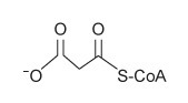 Passage Whole grains have been shown to reduce the risk of cardiovascular disorders.  A team of scientists discovered that the compound 5-aminovaleric acid betaine (5-AVAB)  was present at high levels in cardiomyocytes of mice given a diet rich in whole grains and decided to investigate its role in metabolism.  Preliminary evidence indicated that 5-AVAB did not alter the citric acid cycle in these cardiomyocytes, but that it did alter fatty acid metabolism.The plasma membrane transport protein organic cation/carnitine transporter 2 (OCTN2)  transports extracellular L-carnitine into the cell against its concentration gradient using the energy provided by the simultaneous transport of Na<sup>+</sup> into the cell.  Cellular L-carnitine is required for the transport of fatty acids from the cytosol into the mitochondria.  Based on the structures of 5-AVAB and L-carnitine (Figure 1) , scientists hypothesized that 5-AVAB may interfere with OCTN2-mediated transport of L-carnitine.    <strong>Figure 1</strong>  Structures of L-carnitine and 5-AVABTo test their hypothesis, scientists incubated mouse cardiomyocytes with various concentrations of 5-AVAB for 24 hours.  Cells were then provided with the fatty acid palmitate for energy and were deprived of all other energy sources.  The cardiomyocytes were also given 50 μM L-carnitine (endogenous extracellular concentration)  or 2 mM L-carnitine, and the rate of oxygen consumption was monitored (Figure 2) .    <strong>Figure 2</strong>  Oxygen consumption rate of cardiomyocytes at various concentrations of 5-AVAB and L-carnitineIn a follow-up experiment, the scientists used siRNA to silence expression of OCTN2 and found that intracellular L-carnitine levels were similarly depleted in siRNA-treated cells as in cells treated with 100 μM 5-AVAB. Adapted from Kärkkäinen O, Tuomainen T, Koistinen V, et al. Whole grain intake associated molecule 5-aminovaleric acid betaine decreases ß-oxidation of fatty acids in mouse cardiomyocytes. Sci Rep. 2018;8(1) :13036. -When palmitate is the only energy source, silencing of OCTN2 expression would impair mitochondrial synthesis of which metabolite? A)    B)    C)    D)   