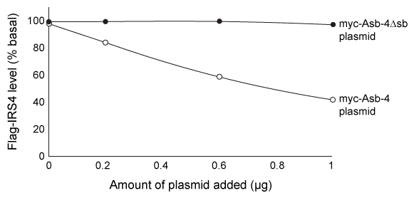 Passage The Ankyrin repeat and SOCS box containing protein 4 (Asb-4)  is highly expressed in the cytosol of hypothalamus cells during the well-fed state but is downregulated during fasting.  In addition, the protein insulin receptor substrate 4 (IRS4) , known to be involved in appetite regulation, is expressed in the cytosol of the same cells as Asb-4.  Accordingly, it was hypothesized that Asb-4 suppresses appetite through interactions with IRS4.Small peptides such as myc (EQKLISEEDL)  and flag (DYKDDDDK)  are often attached to recombinant proteins to facilitate their purification and detection.  HEK293 cells were transfected with plasmids encoding Asb-4 and IRS4 tagged with myc or flag at their N-termini (myc-Asb4 and flag-IRS4, respectively) .  Cell lysates were incubated with beads linked to α-flag, an antibody that binds flag, and proteins that did not bind were washed away.  The bound proteins were then visualized by Western blot using α-myc antibodies.  The α-myc antibody detected the presence of myc, indicating that myc-Asb-4 binds to flag-IRS4.To better understand interactions between Asb-4 and IRS4, cells were transfected with 1 μg of flag-IRS4 plasmid and varying amounts of either myc-Asb-4 plasmid or a plasmid with the sb domain deleted (myc-Asb-4Δsb) .  Flag-IRS4 levels from each set of cells were then quantified, as shown in Figure 1.    <strong>Figure 1</strong>  Flag-IRS4 levels in cells with varying amounts of myc-Asb-4 or myc-Asb-4Δsb plasmid addedIn a follow-up experiment, lysates from transfected cells were again incubated with the α-flag beads, and a Western blot was performed on the precipitated proteins using α-flag, α-myc, and an antibody against ubiquitin (α-ub) .  The results are shown in Figure 2.    <strong>Figure 2</strong>  Ubiquitin, flag-IRS4, and myc-Asb-4 levels in cells transfected with flag-IRS4 and either an empty vector (control) , myc-Asb-4 plasmid, or myc-Asb-4Δsb plasmid Adapted from Li JY, Chai B, Zhang W, et al. Ankyrin repeat and SOCS box containing protein 4 (Asb-4)  colocalizes with insulin receptor substrate 4 (IRS4)  in the hypothalamic neurons and mediates IRS4 degradation. BMC Neurosci. 2011;12:95. -Which of the following most accurately describes the interaction between α-flag and flag-IRS4? A) A noncovalent protein-protein interaction B) A covalent protein-protein interaction C) A noncovalent protein-carbohydrate interaction D) A covalent protein-carbohydrate interaction